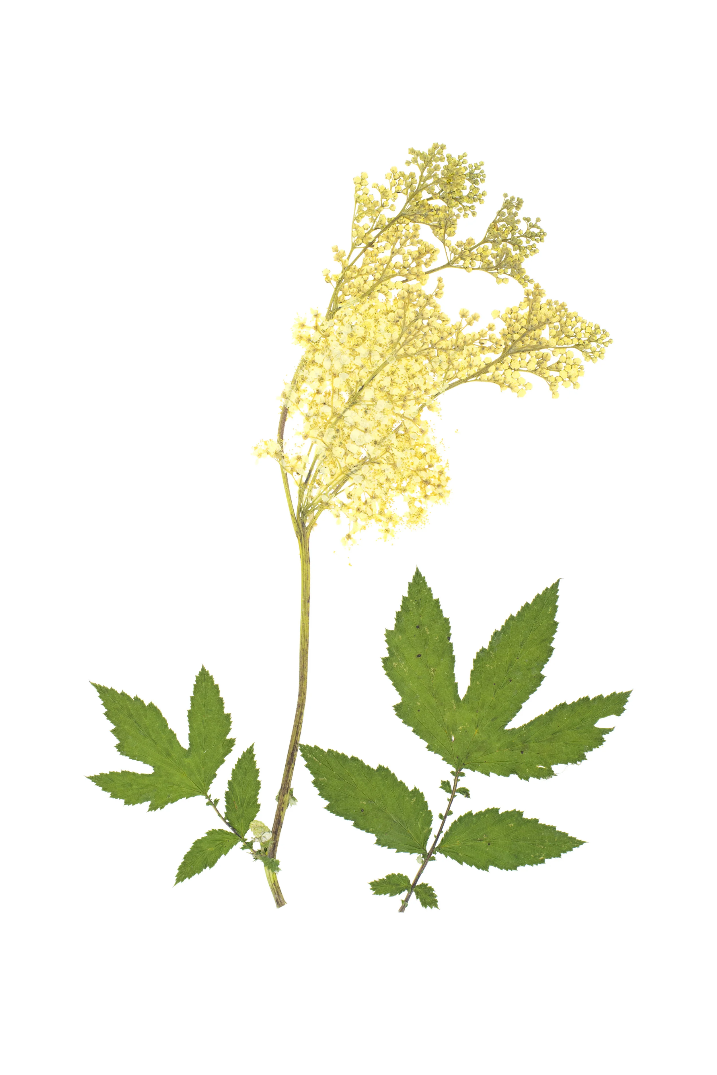 Filipendula-ulmaria.jpg