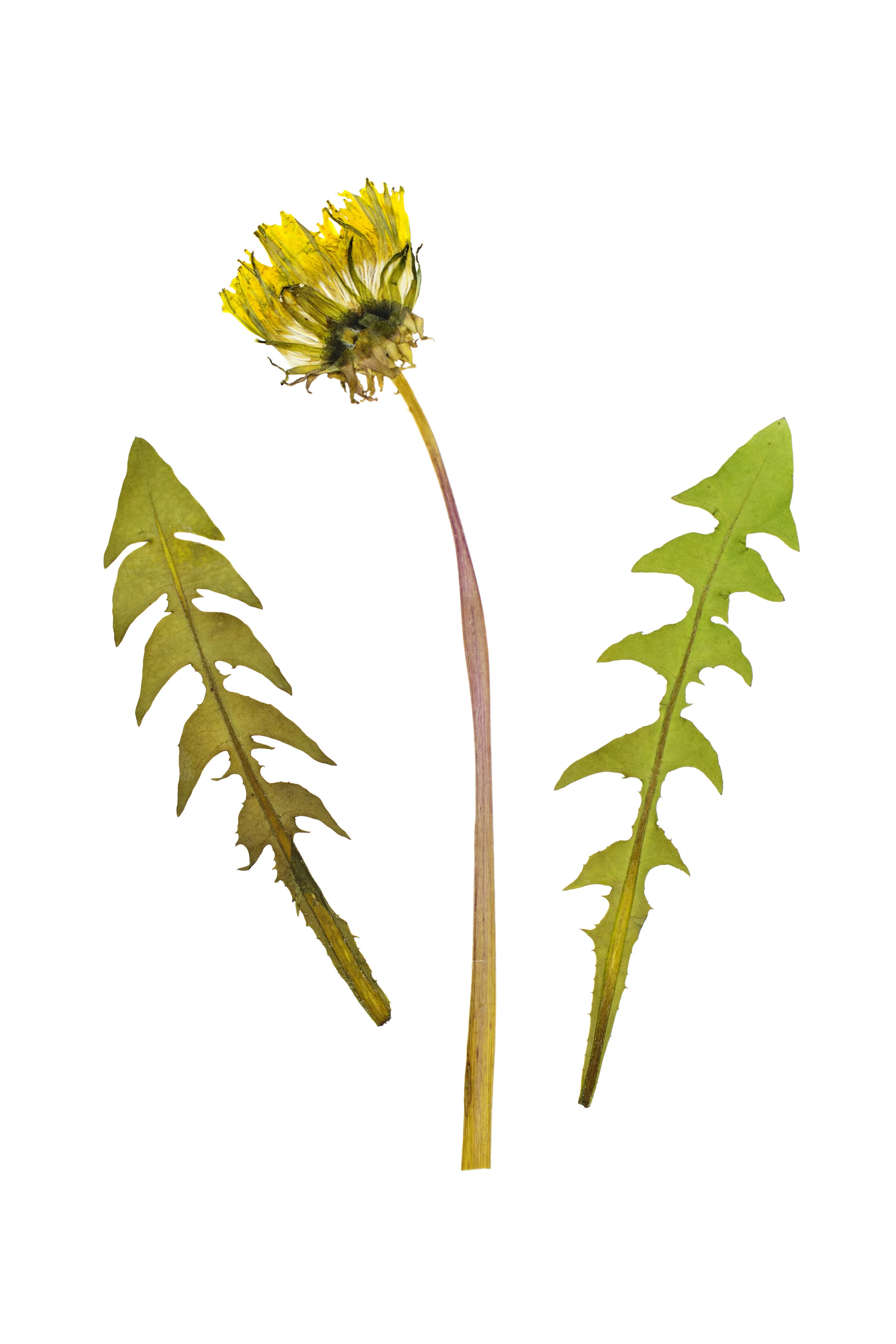 Freshly-pressed_Dandelion.jpg