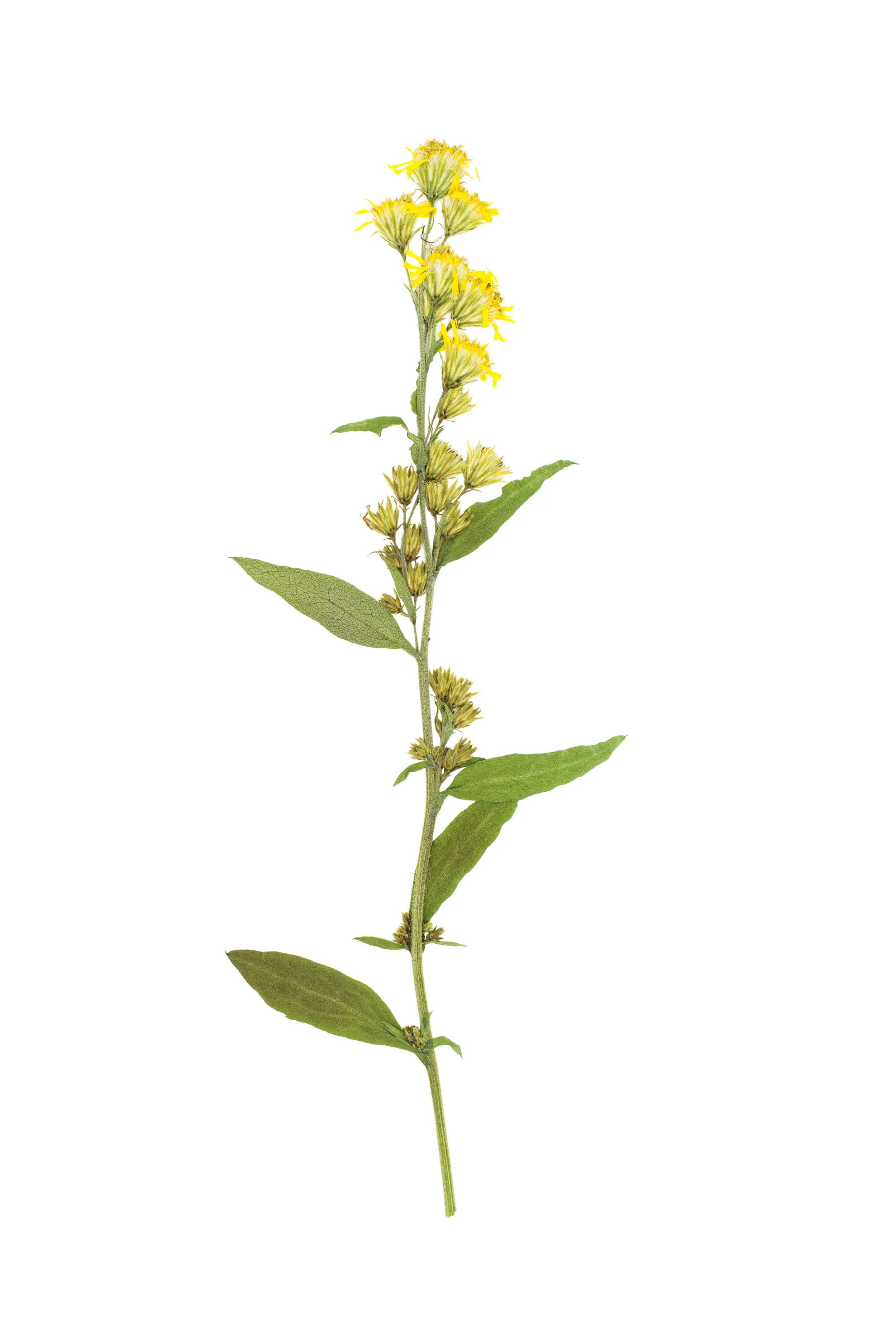 Freshly-pressed_Solidago-virgaurea.jpg