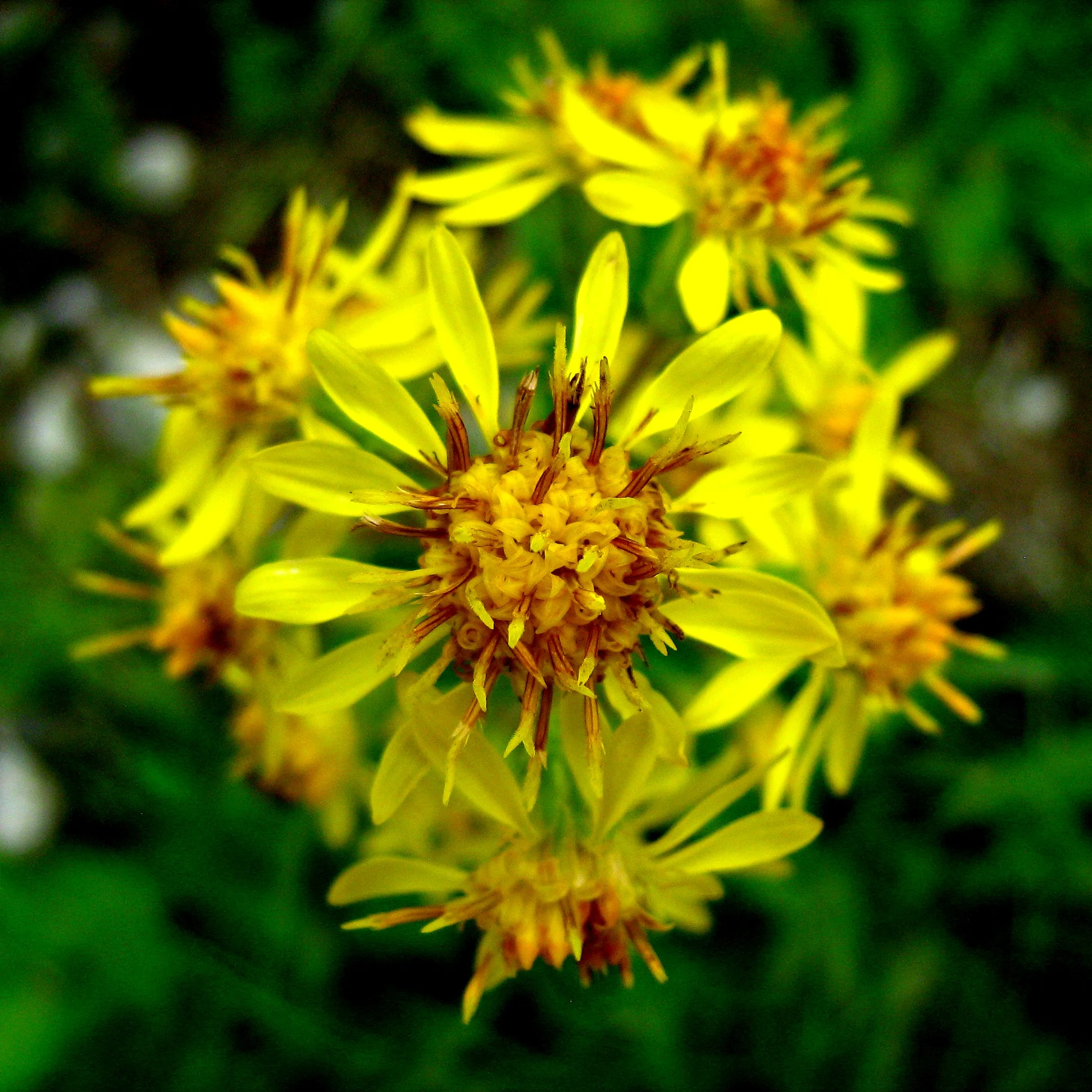 Photograph: “ Solidago viraurea ” by Multerland licensed under CC BY-NC-ND 2.0