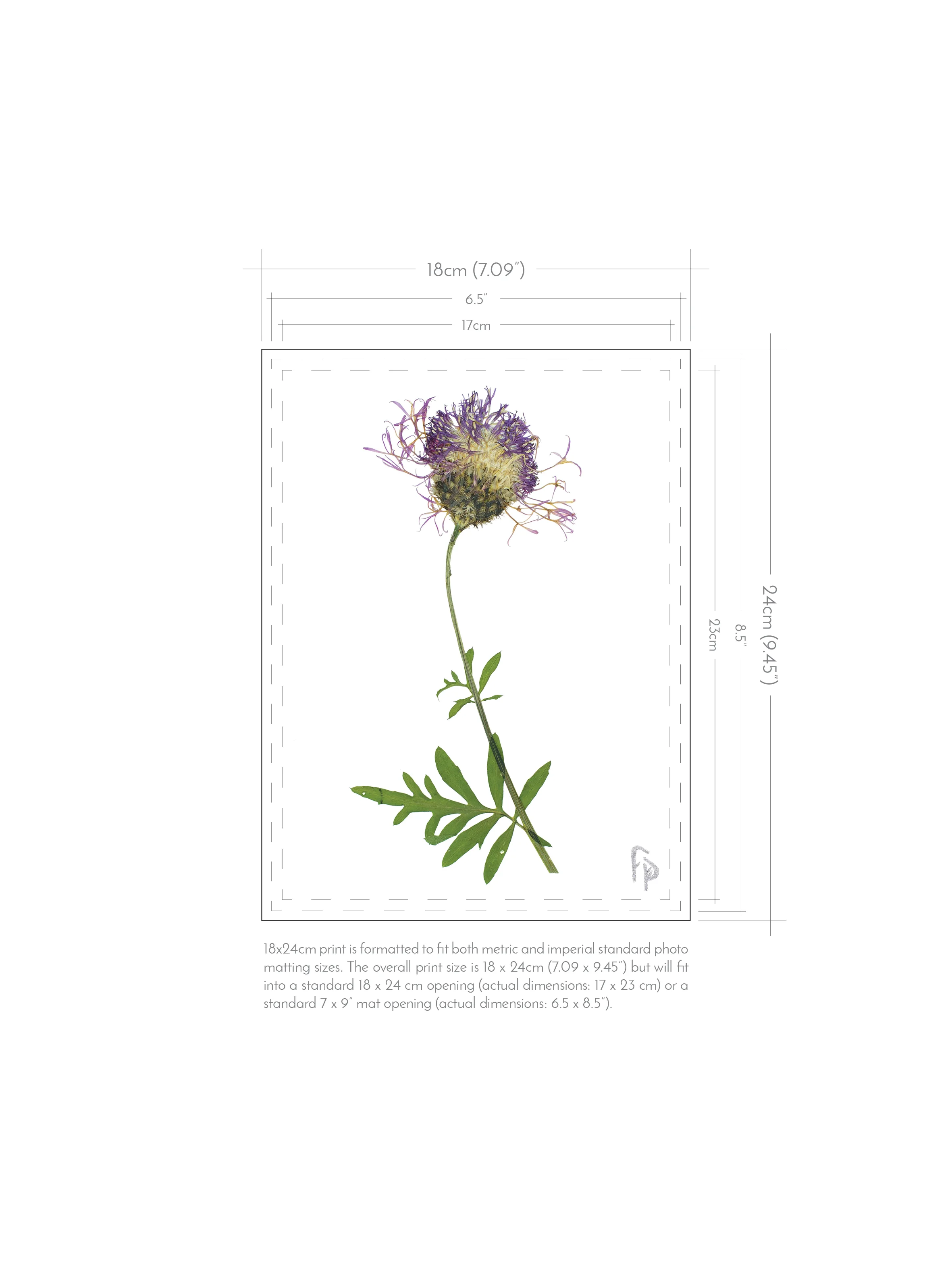 FP_Prints-with-dimensions_18x244.jpg