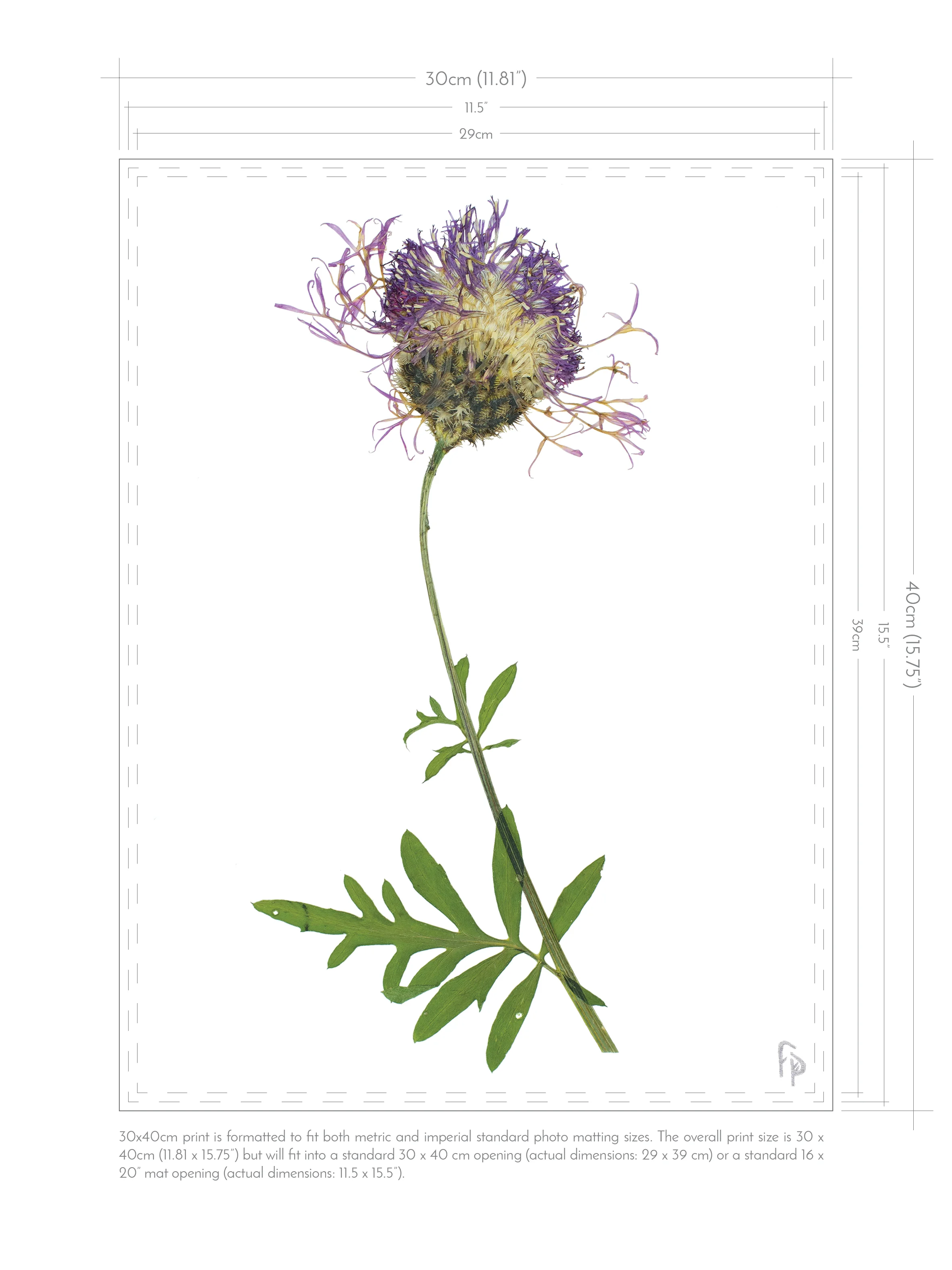FP_Print-dimensions_30x404.jpg