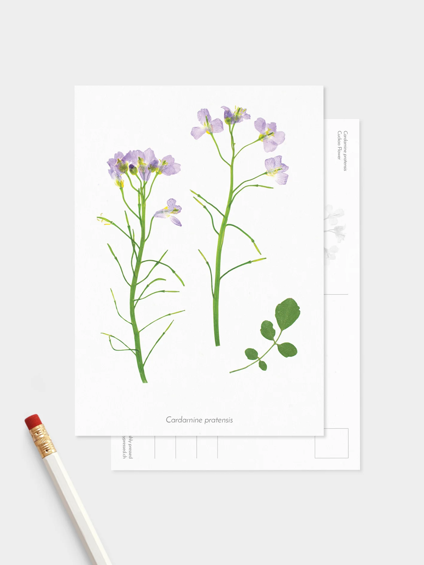 Meadow-set_Mockup-Flower.jpg