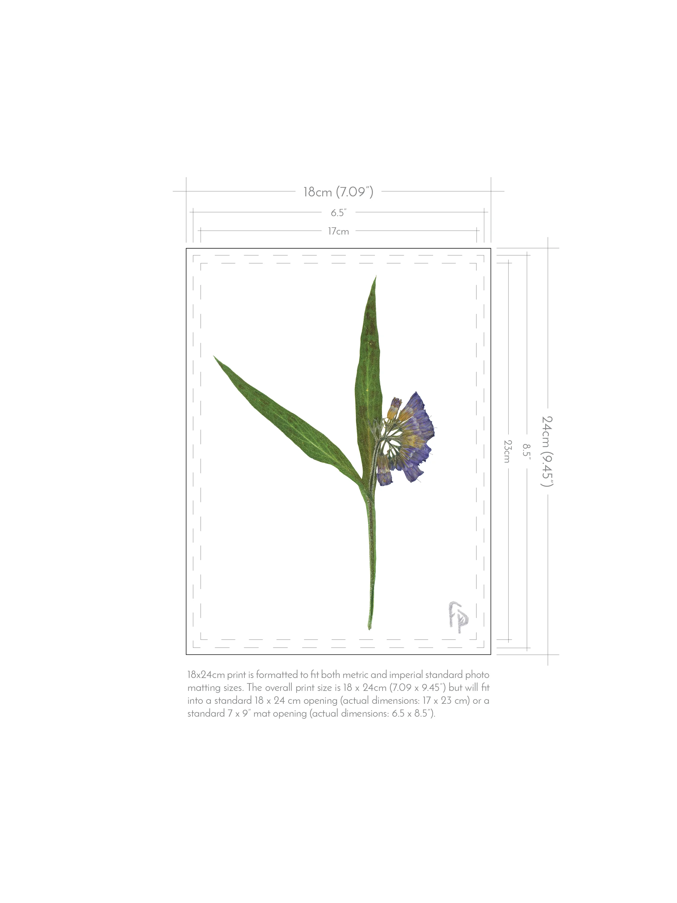 FP_Prints-with-dimensions_18x242.jpg