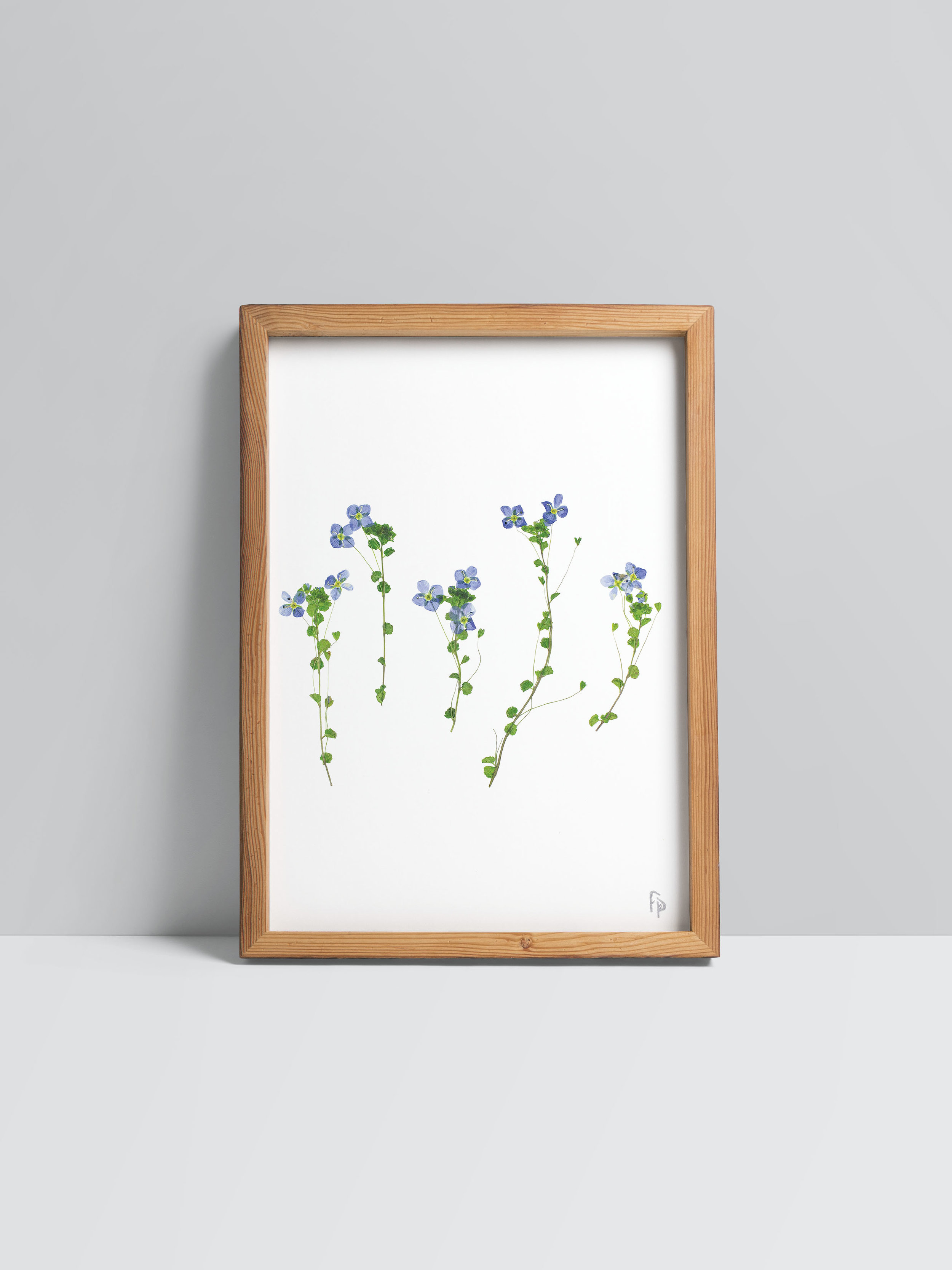 Veronica filiformis / Slender Speedwell - fine art print