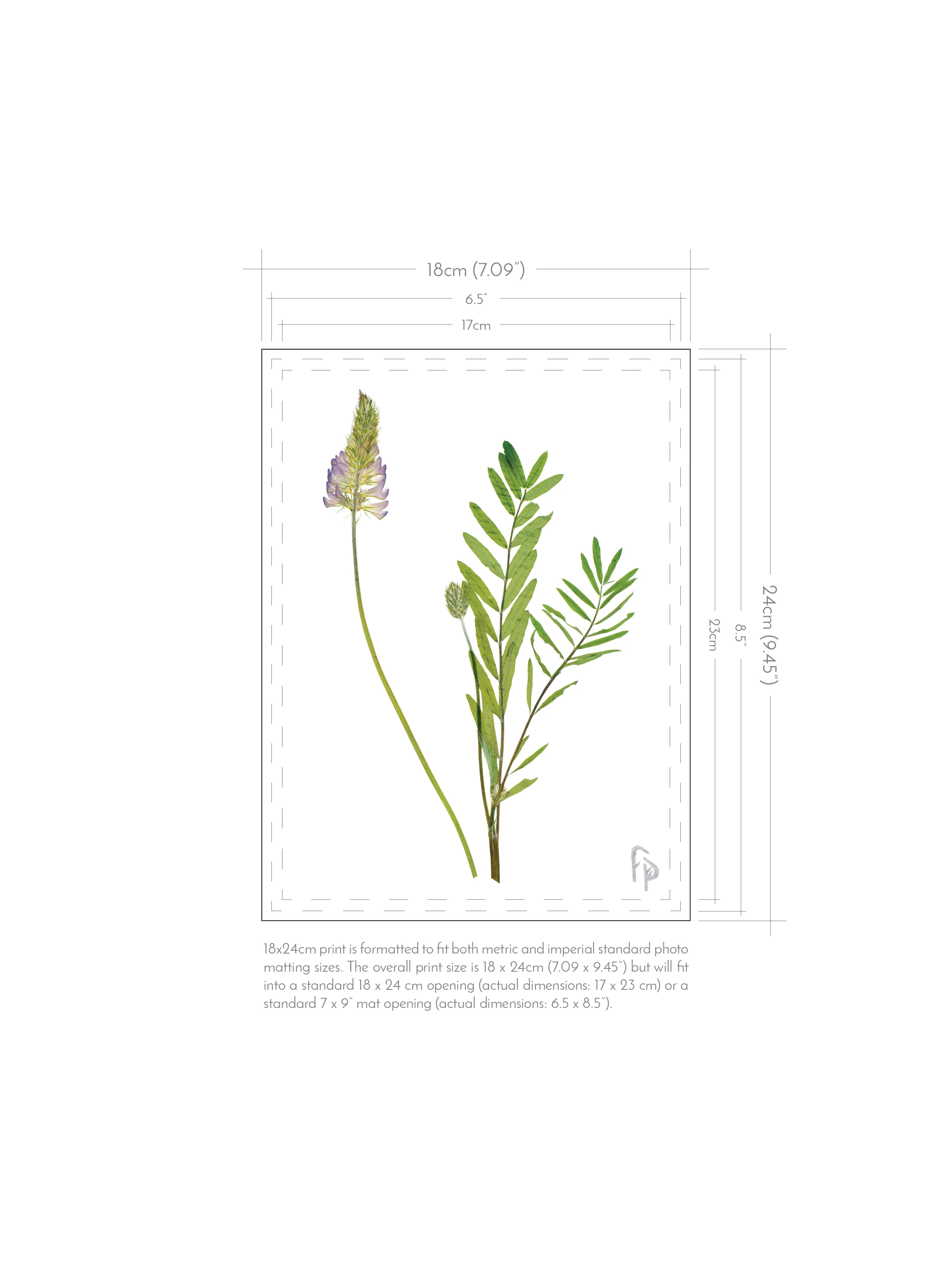 FP_Prints-with-dimensions_18x243.jpg