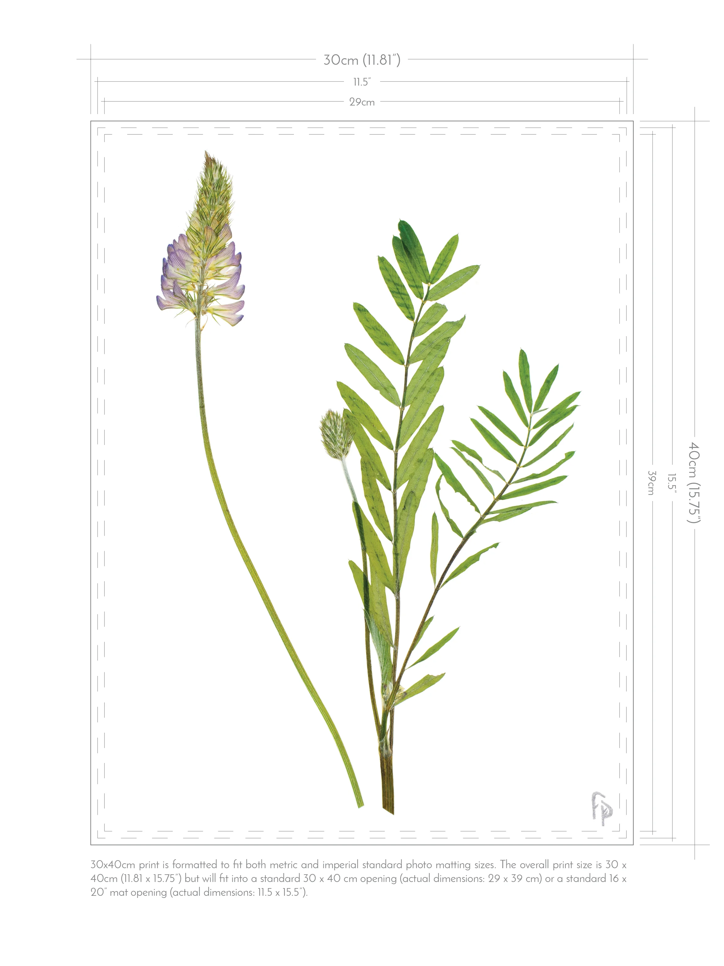 FP_Print-dimensions_30x403.jpg