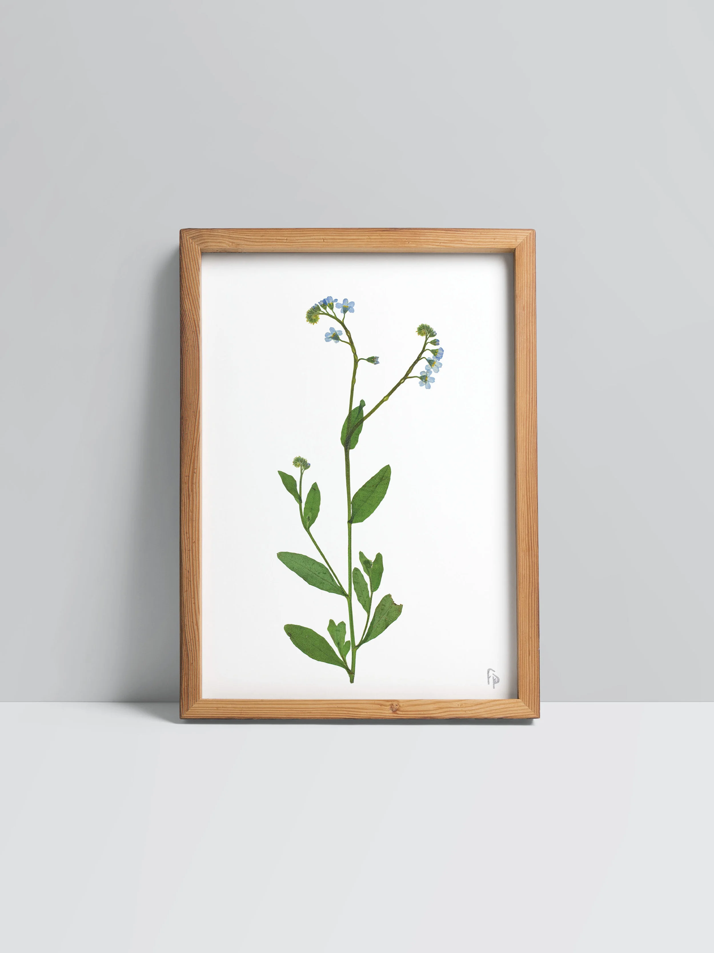 Myosotis scorpioides / True Forget-Me-Not - fine art print