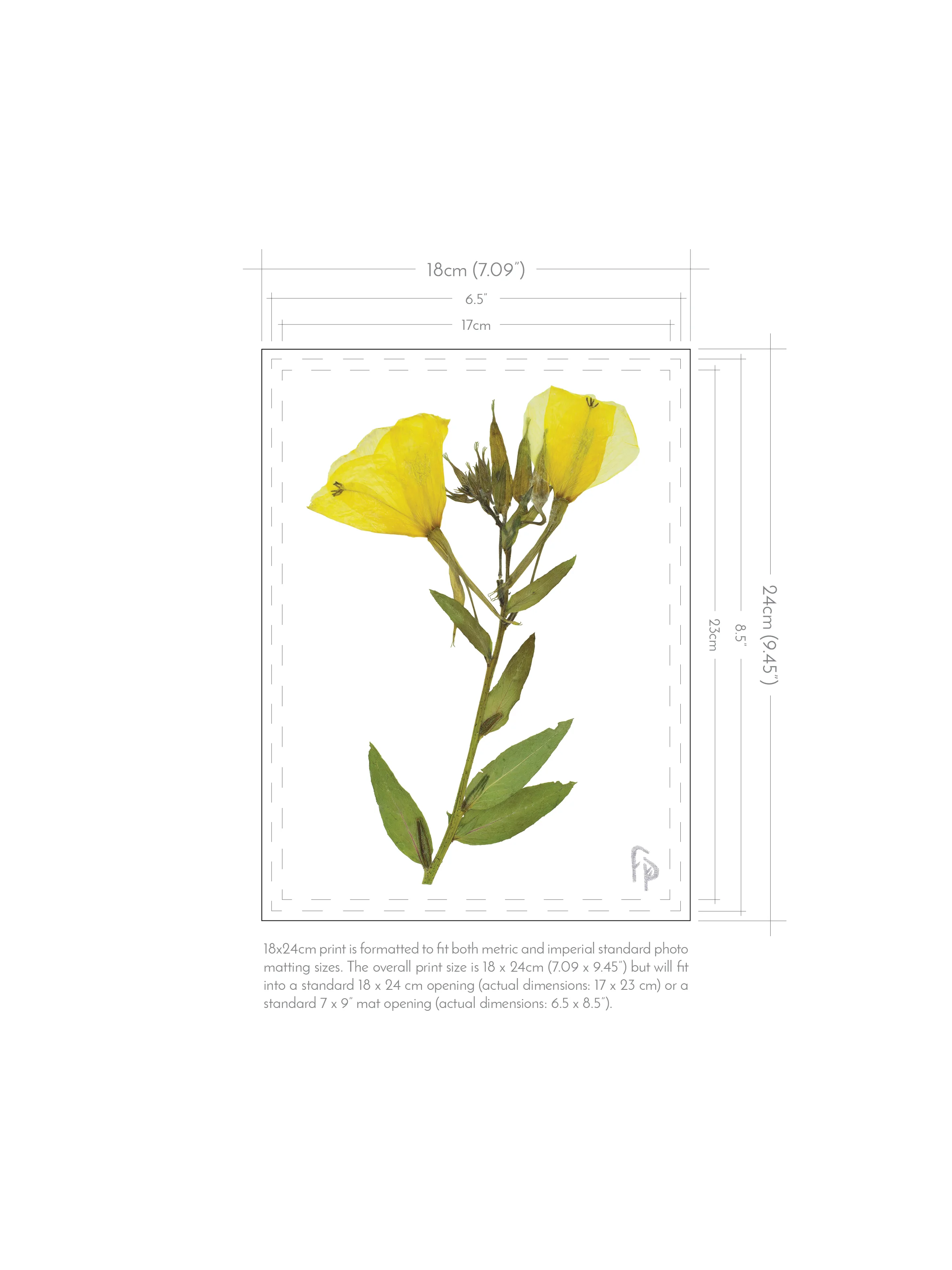 FP_Prints-with-dimensions_18x2410.jpg