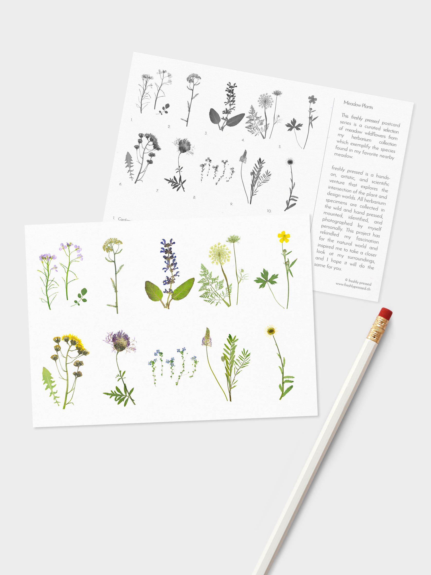 Meadow-set_Mockup-Front.jpg