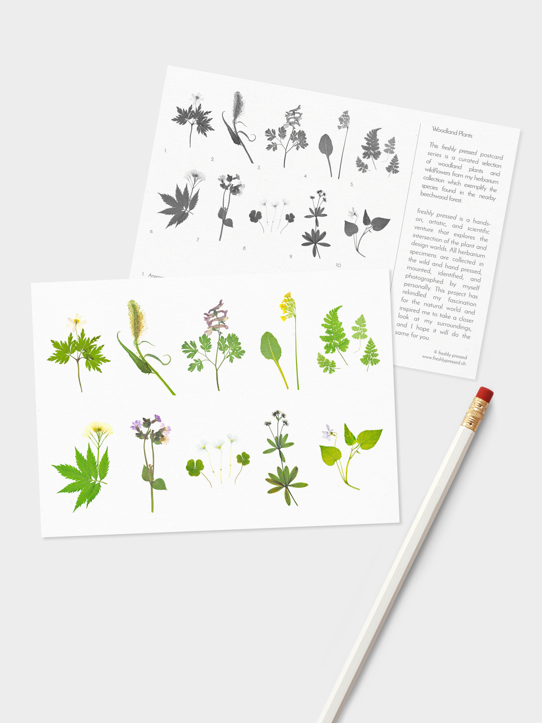 Woodland-set_Mockup-Front.jpg