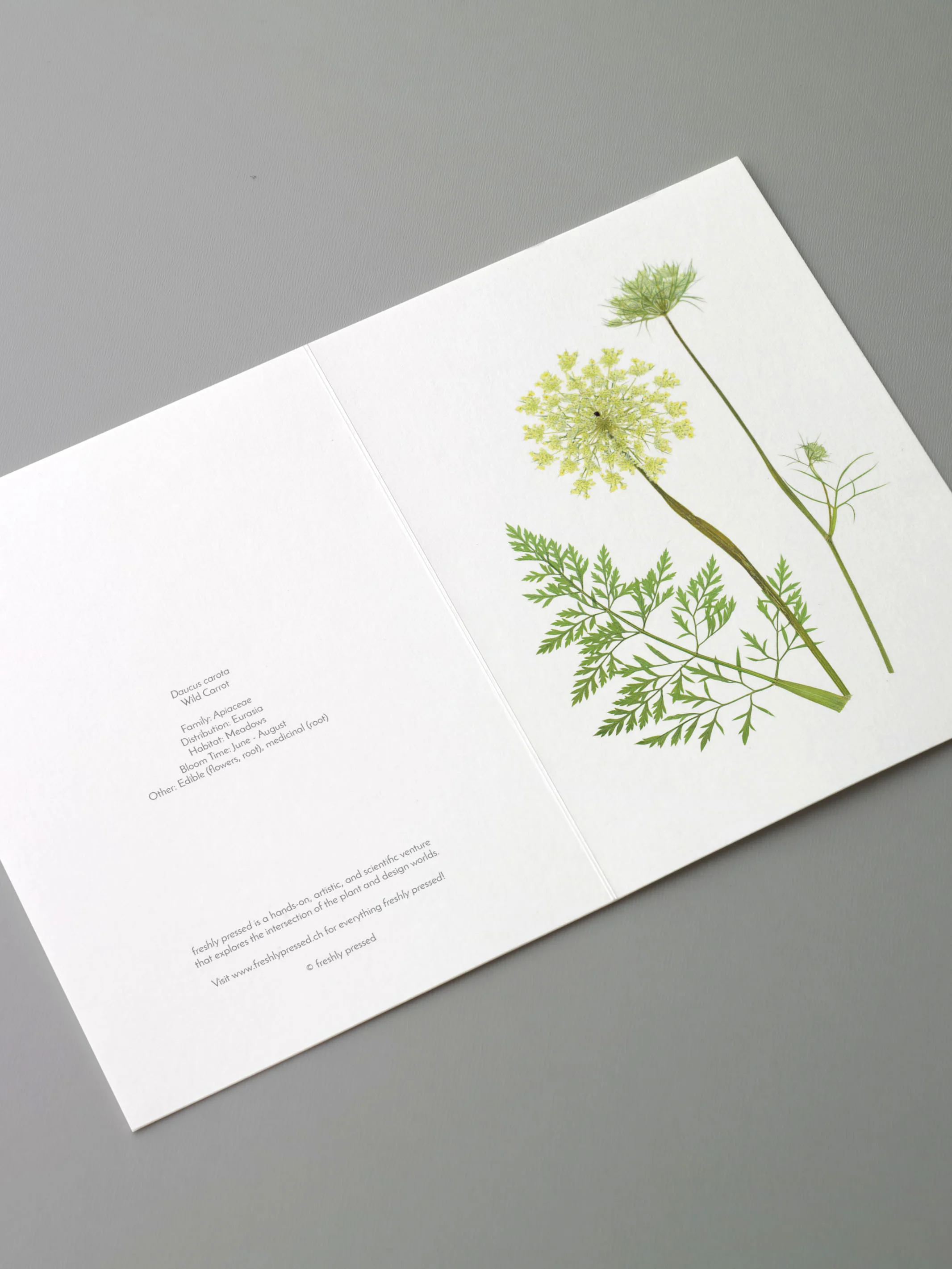 Wild Carrot greeting card