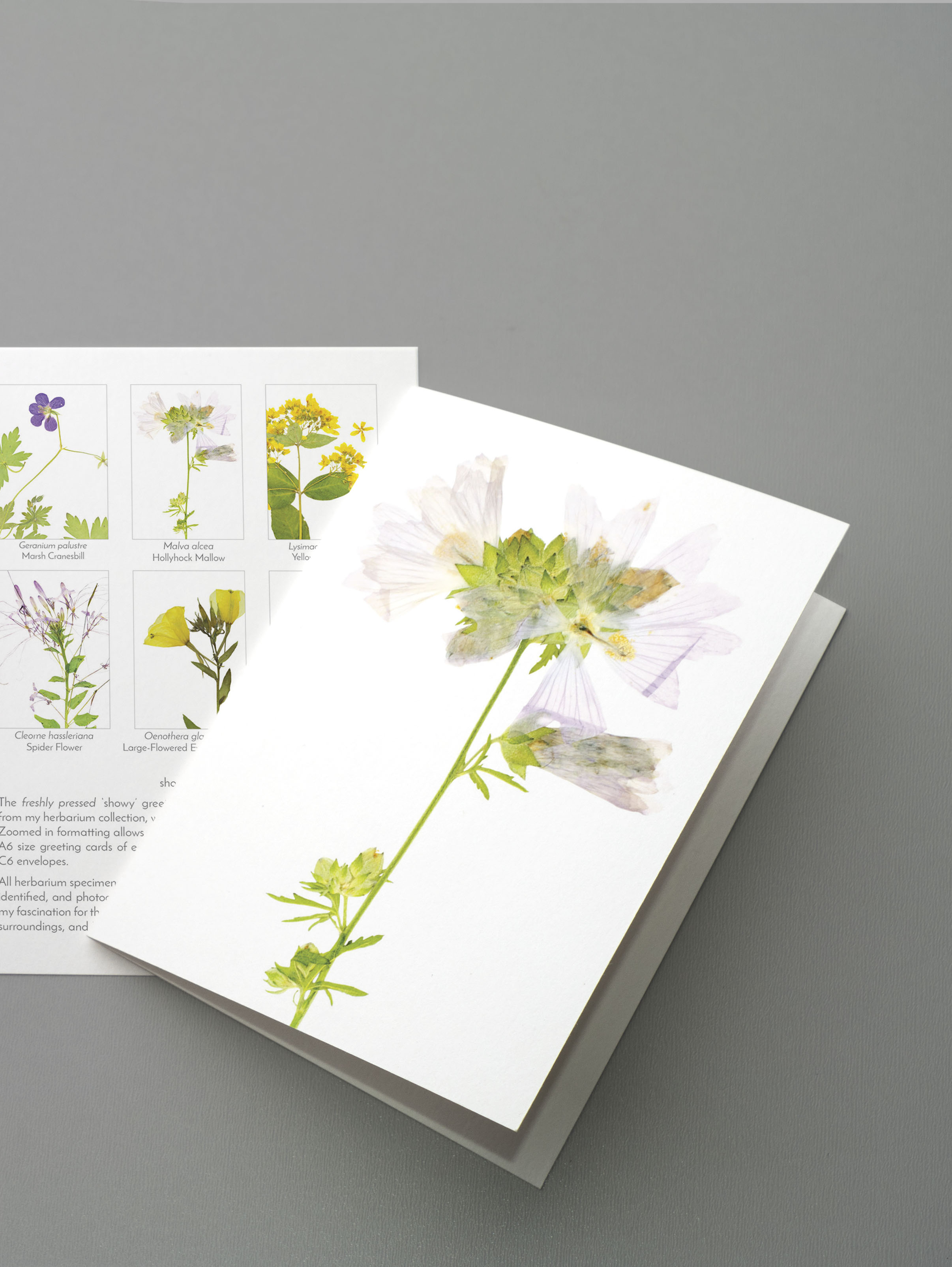 Showy greeting card set