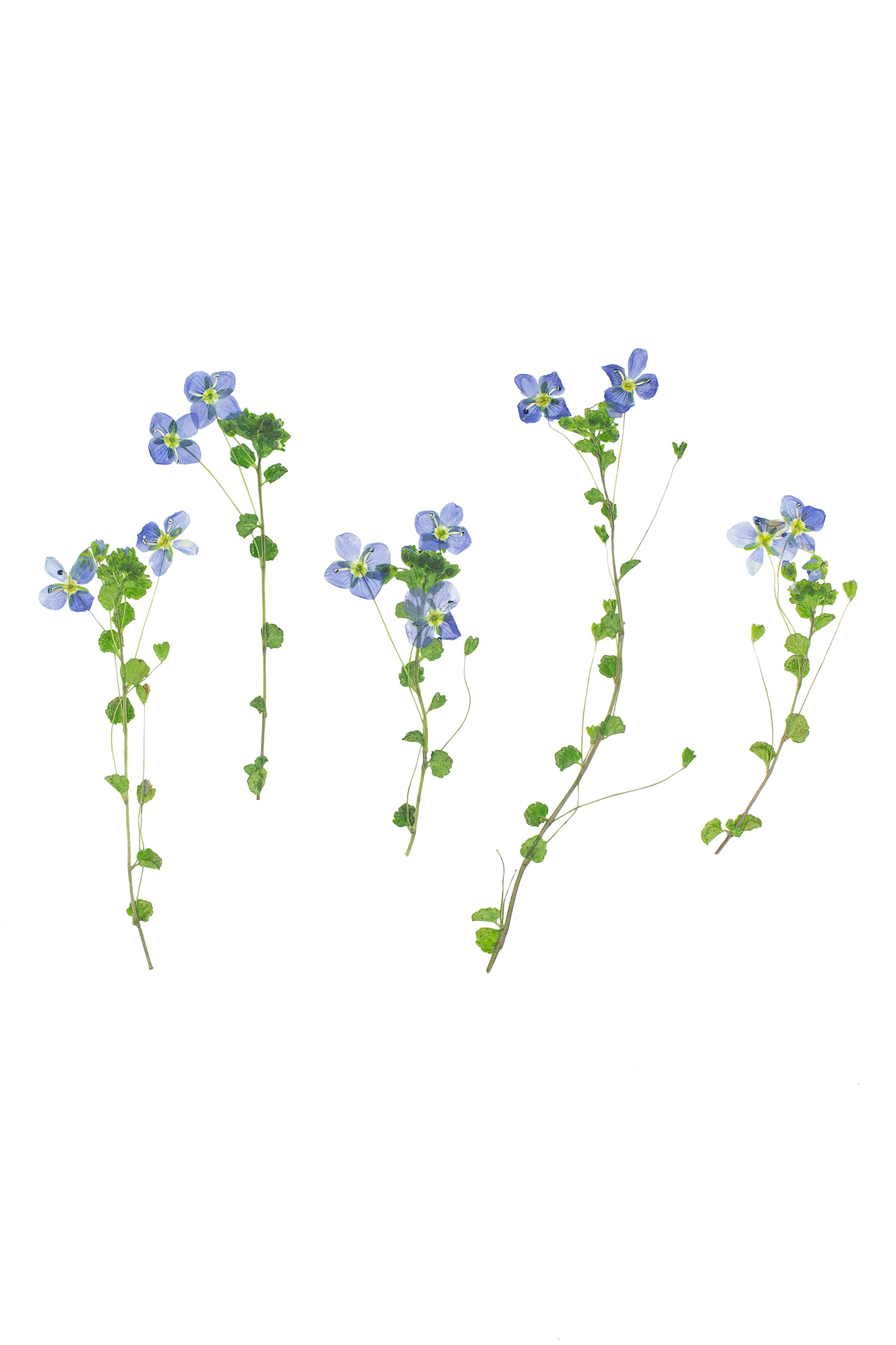 Slender Speedwell / Veronica filiformis