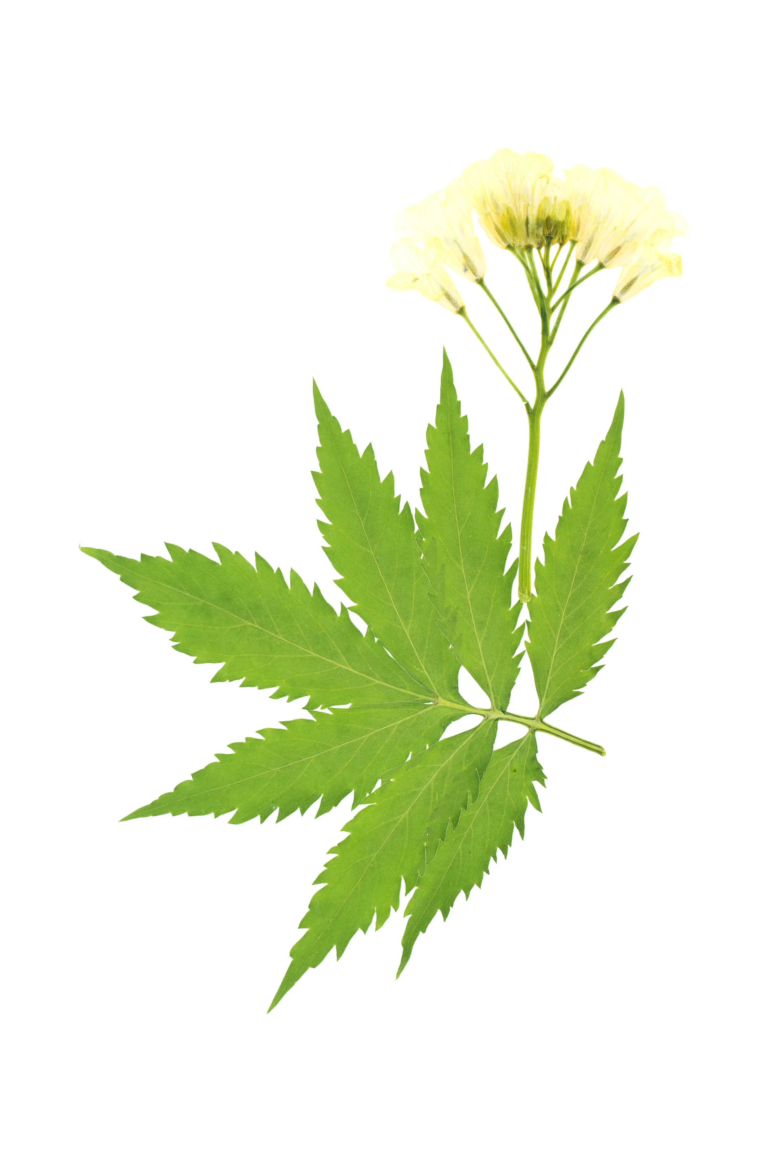 Kitaibell's Bittercress / Cardamine kitaibelii