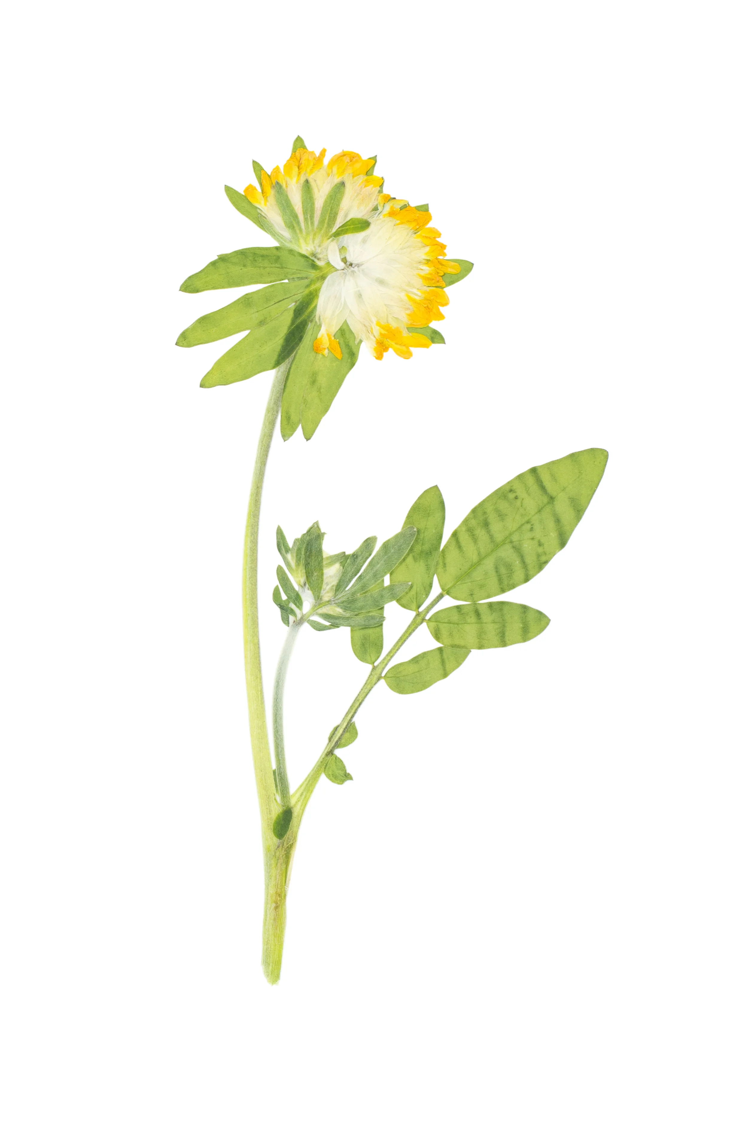 Woundwort / Anthyllis vulneraria alpestris