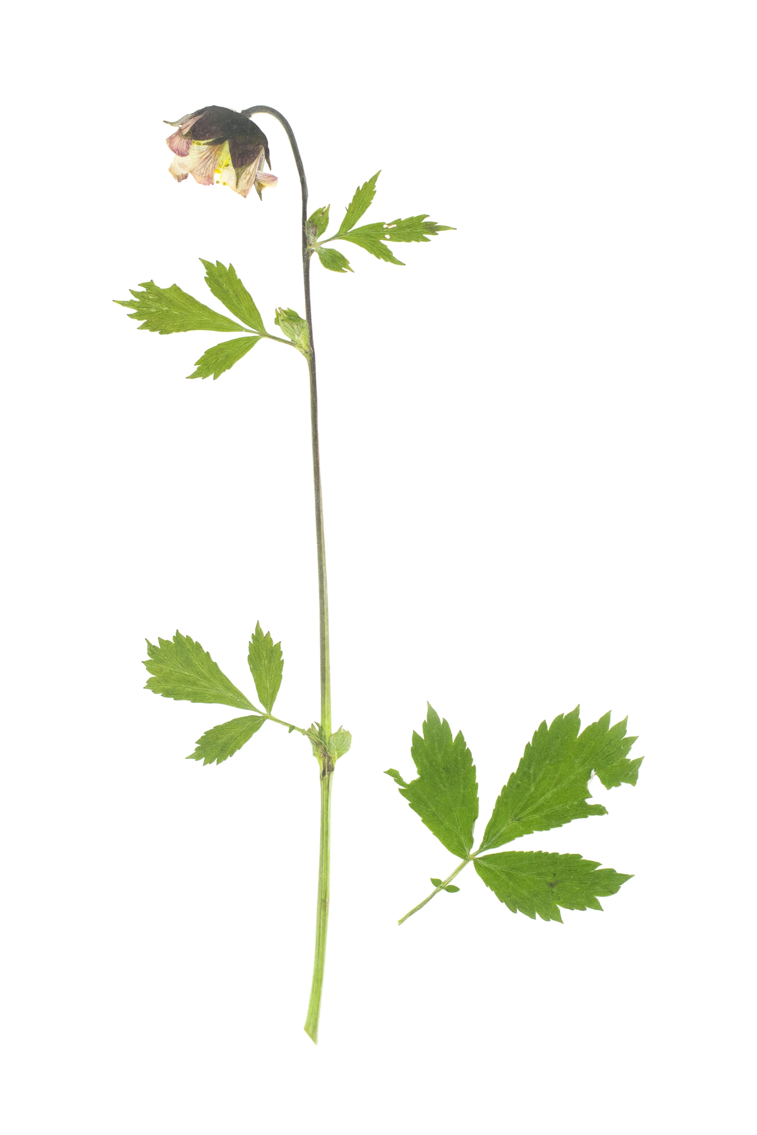 Water Avens / Geum rivale