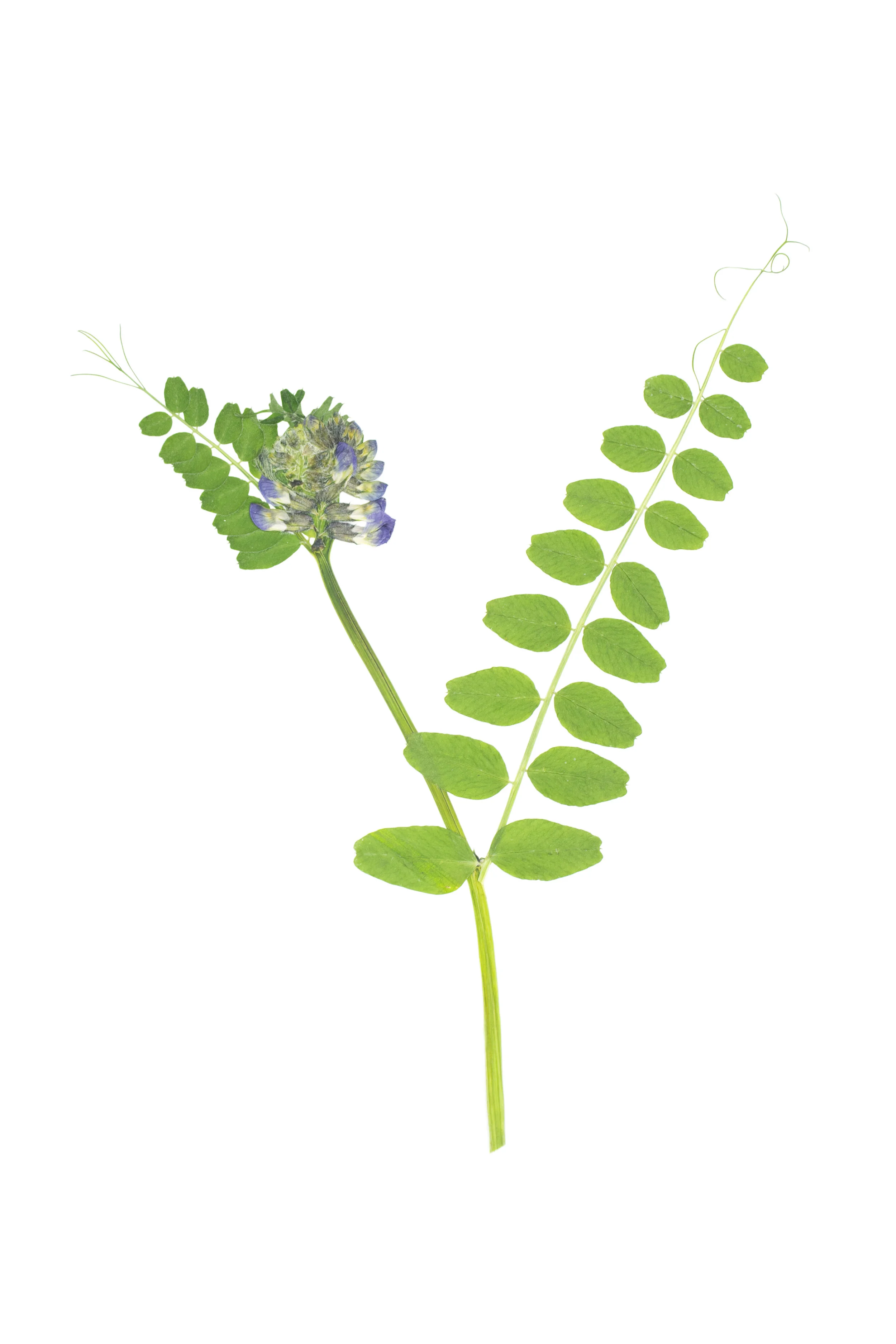 Bush Vetch / Vicia sepium