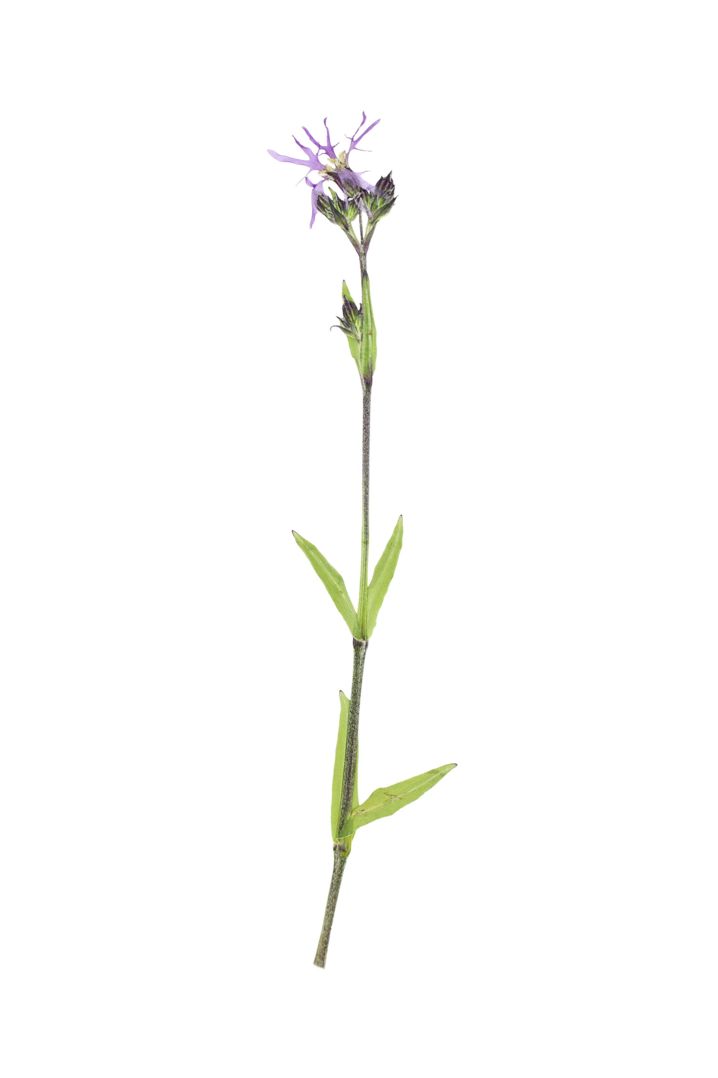 Ragged Robin / Silene flos-cuculi