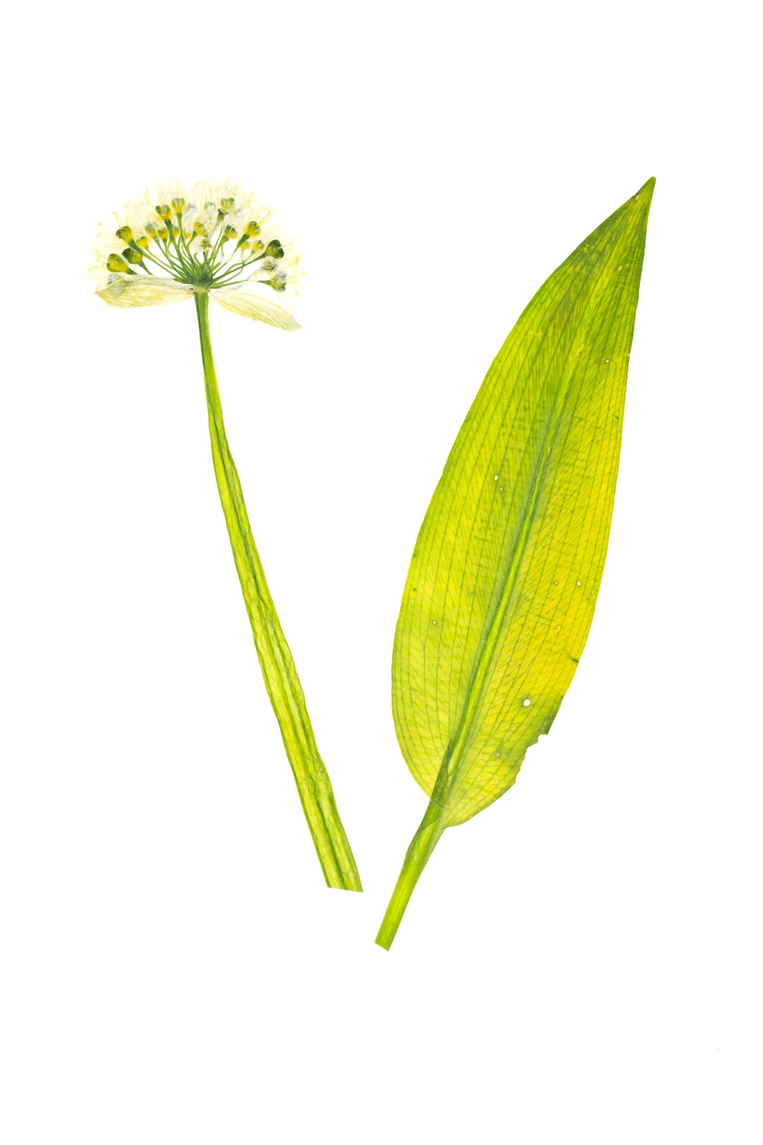 Wild Garlic / Allium ursinum