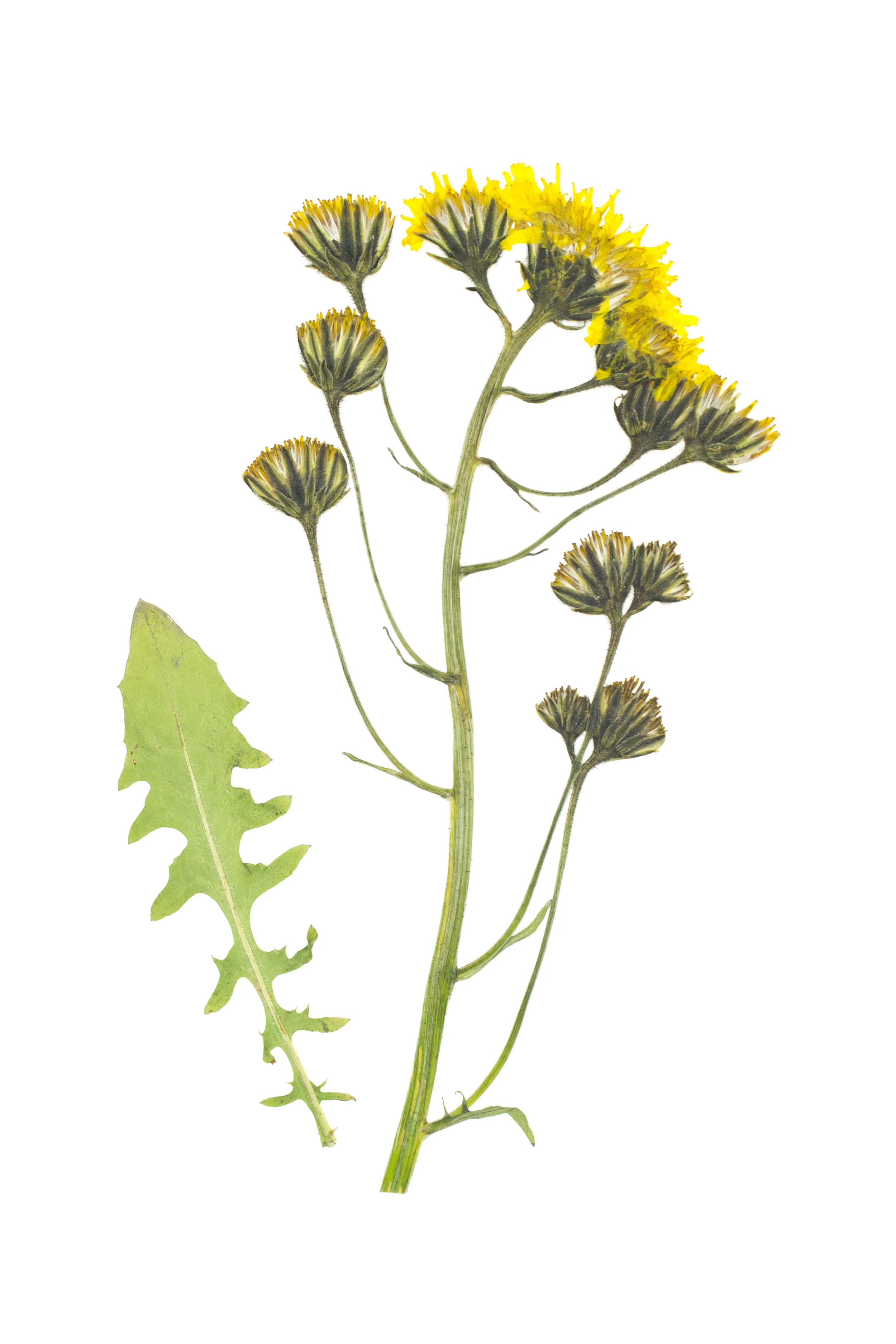 Smooth Hawksbeard / Crepis capillaris