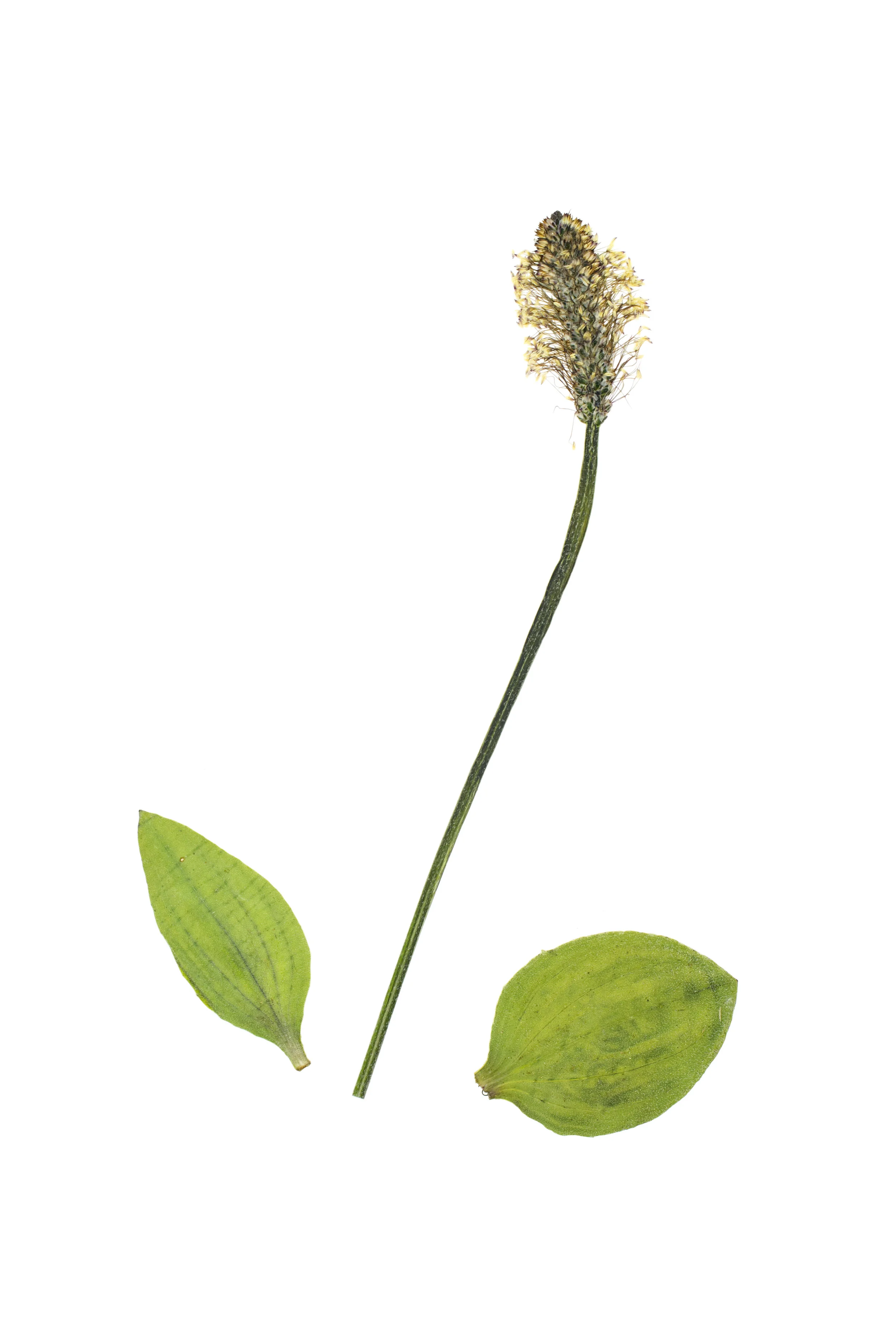 Hoary Plantain / Plantago media