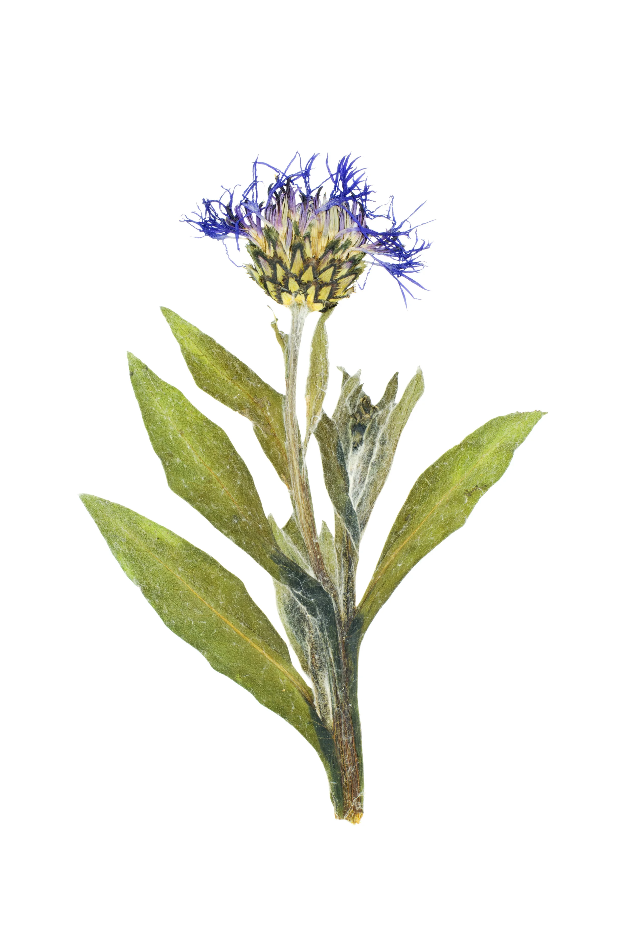 Perennial Cornflower / Centaurea montana
