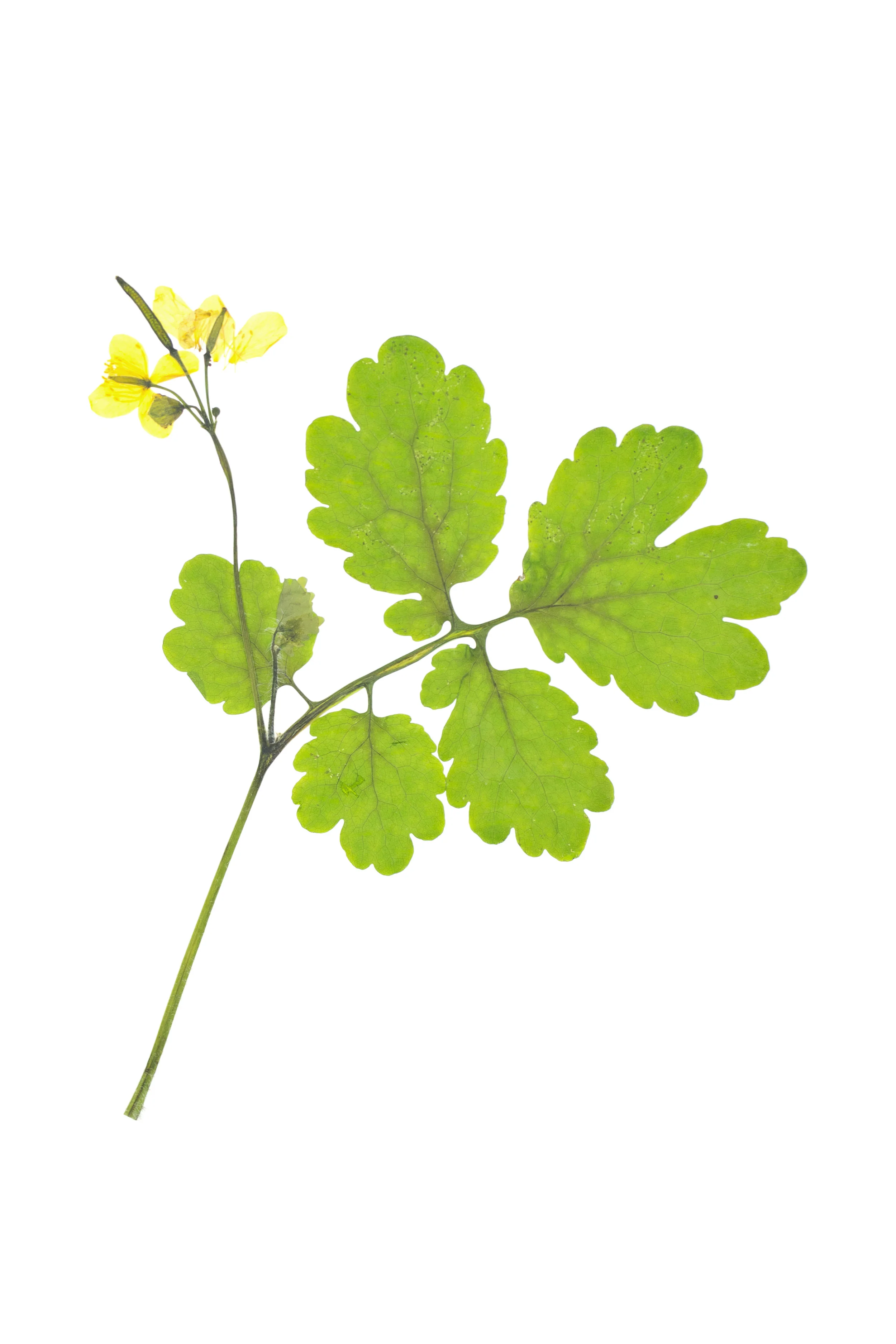 Greater Celandine / Chelidonium majus