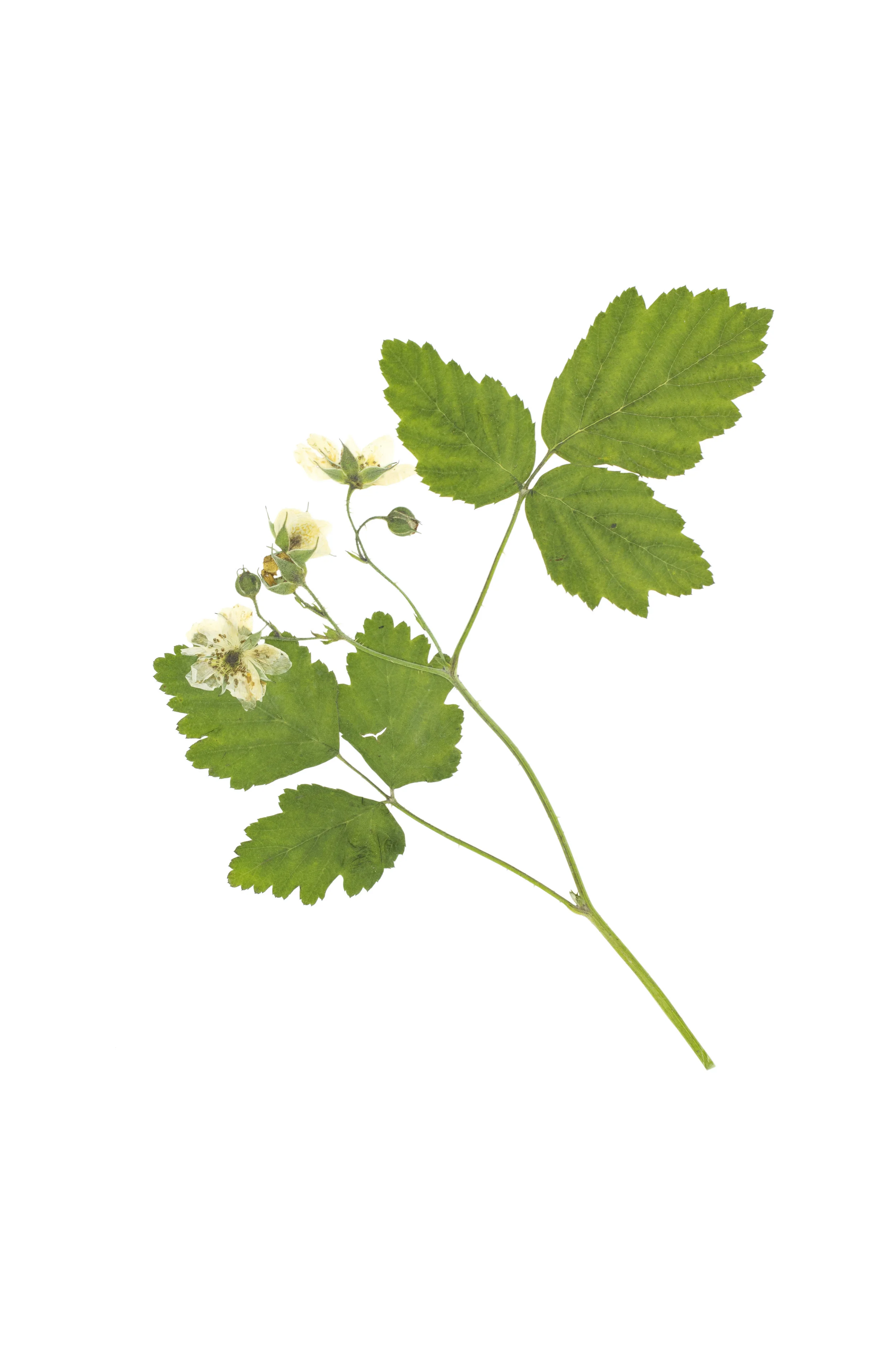 European Dewberry / Rubus caesius
