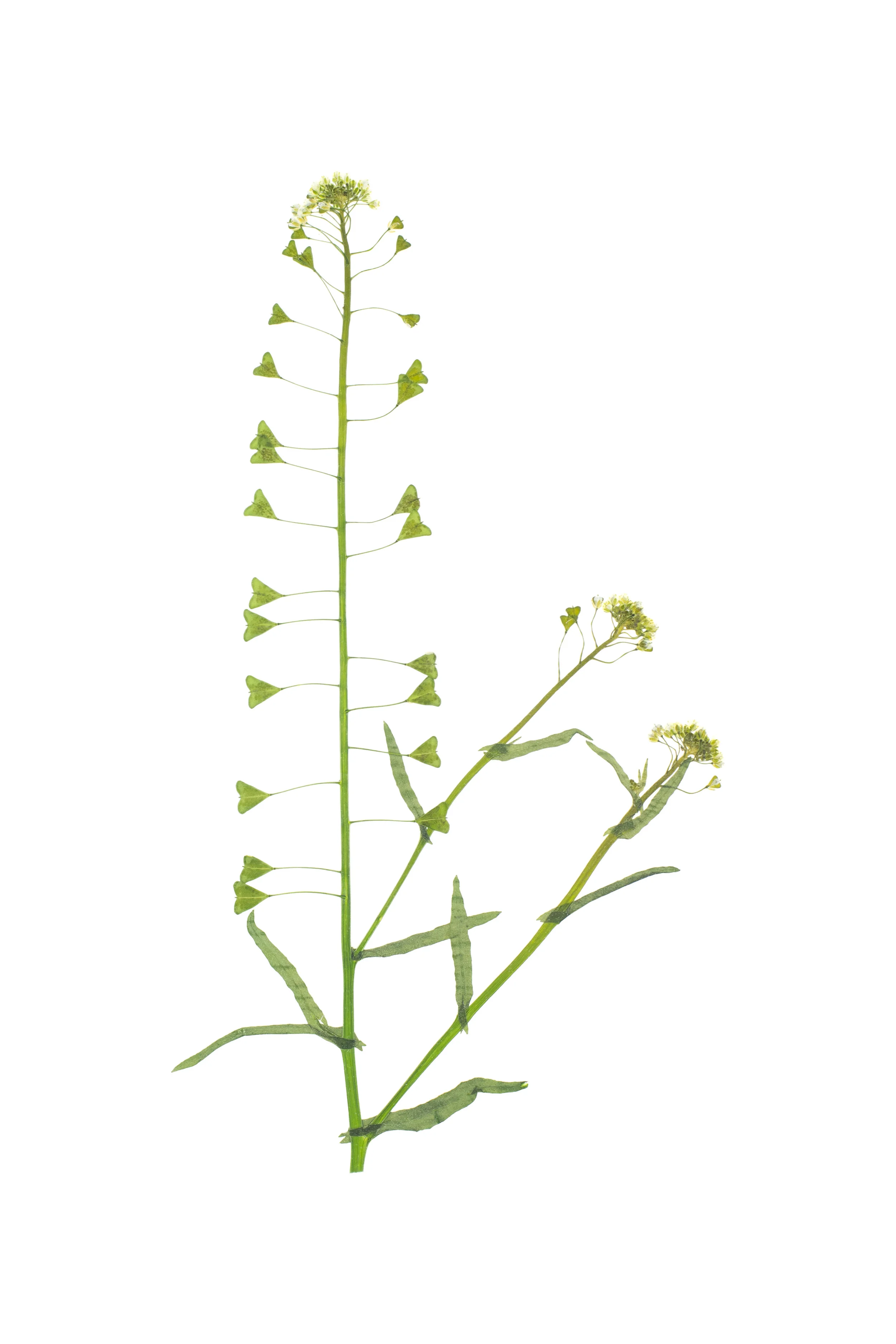 Shephard's Purse / Capsella bursa-pastoris