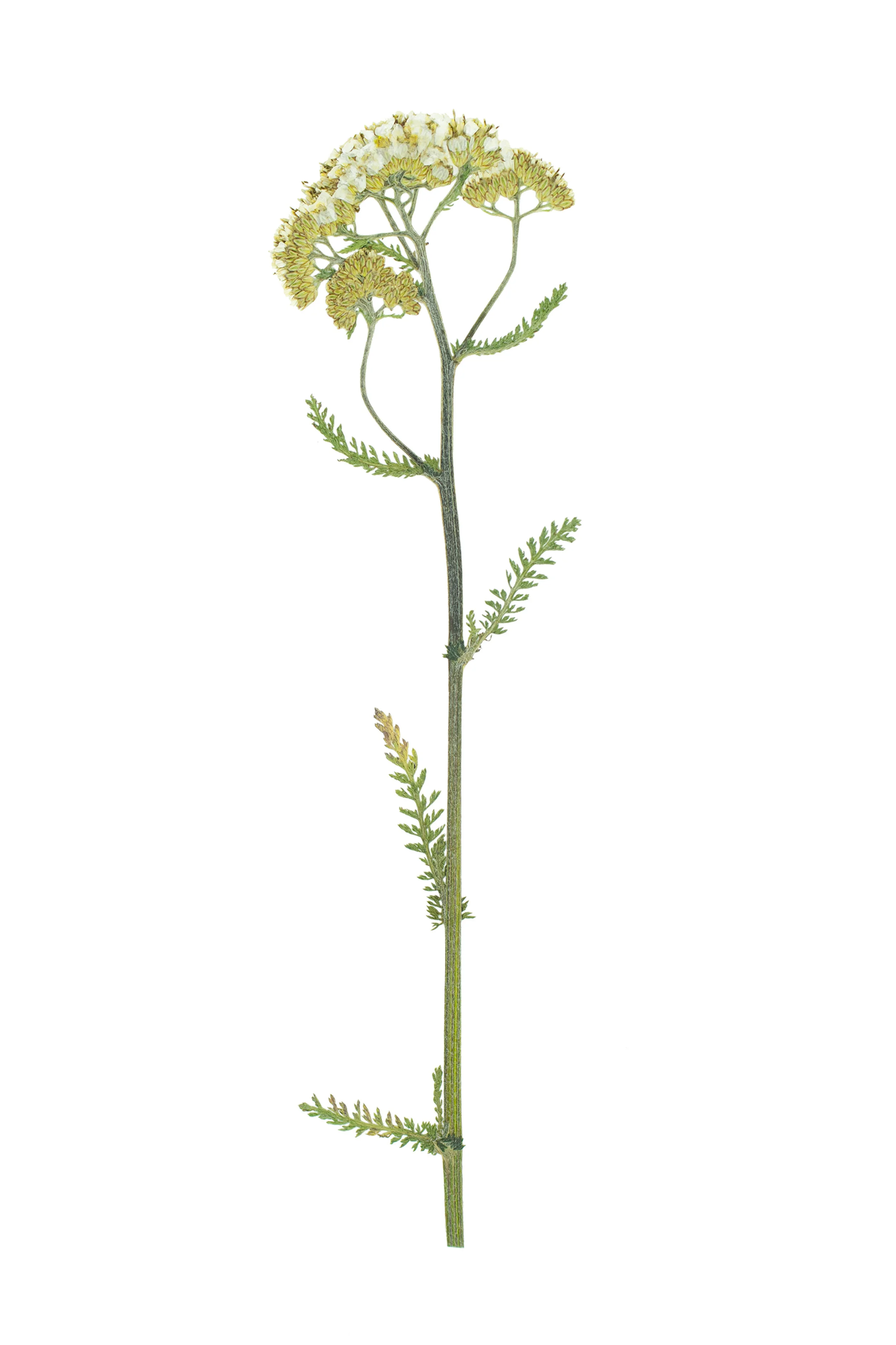 Yarrow / Achillea millifolium