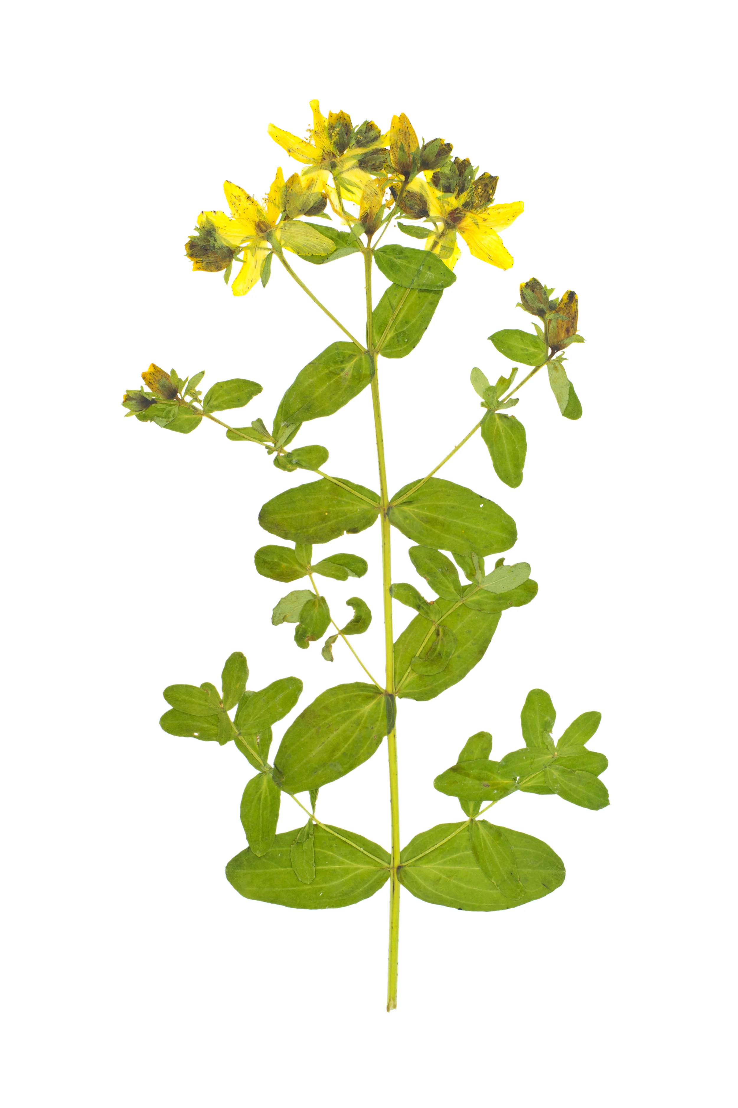 Spotted St. John's-Wort / Hypericum maculatum