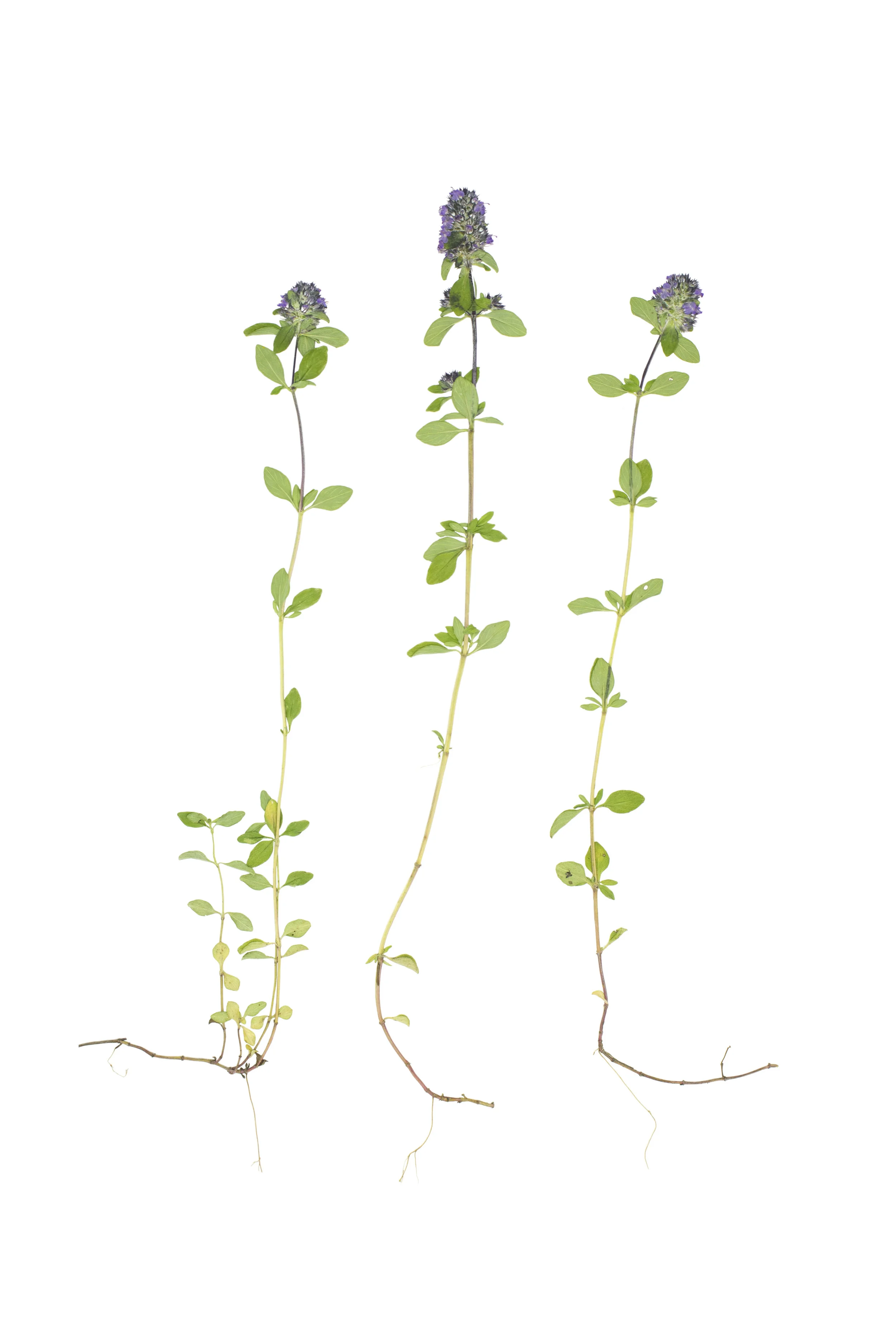 Broad-Leaved Thyme / Thymus pulegoides