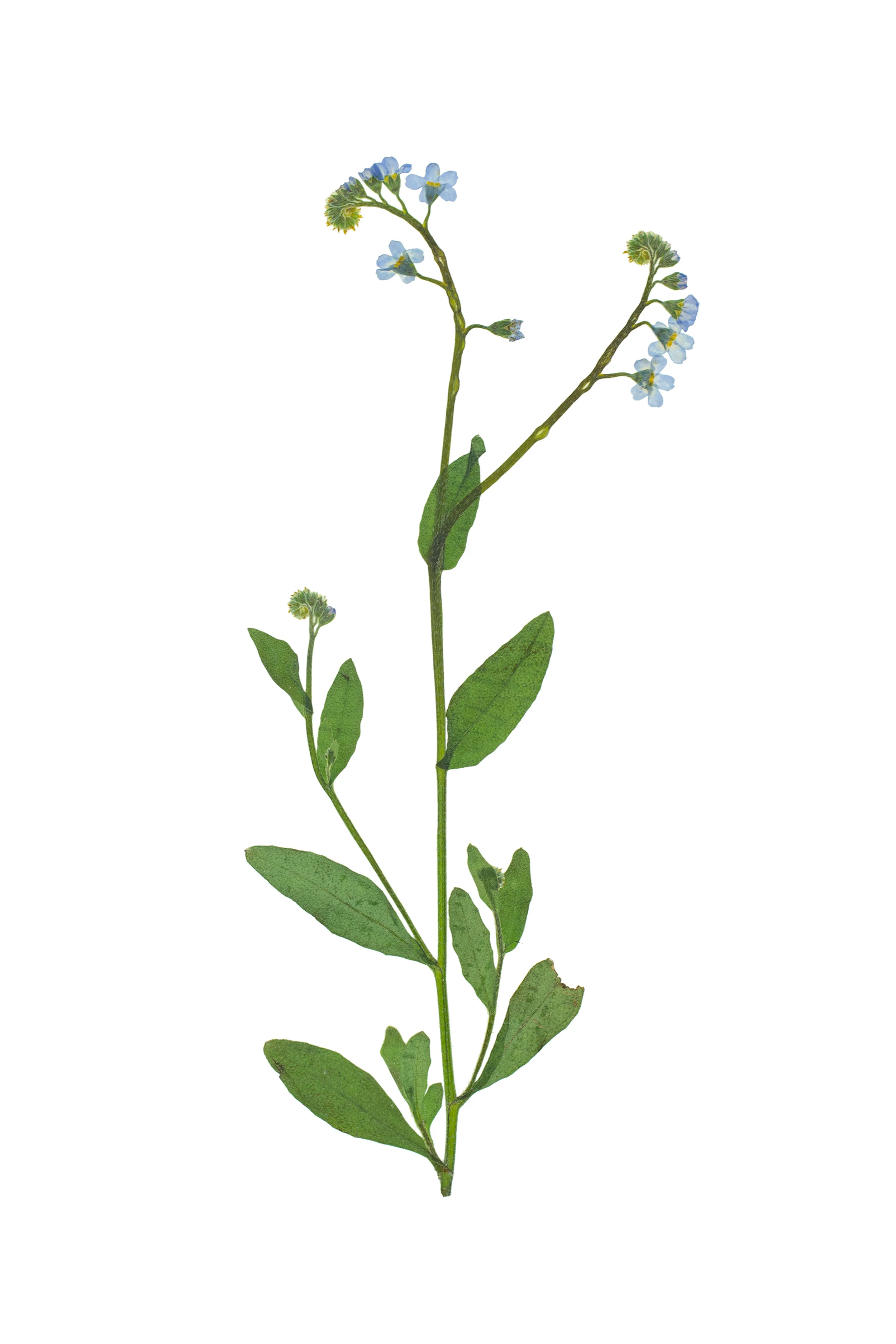 True Forget-Me-Not / Myosotis scorpioides