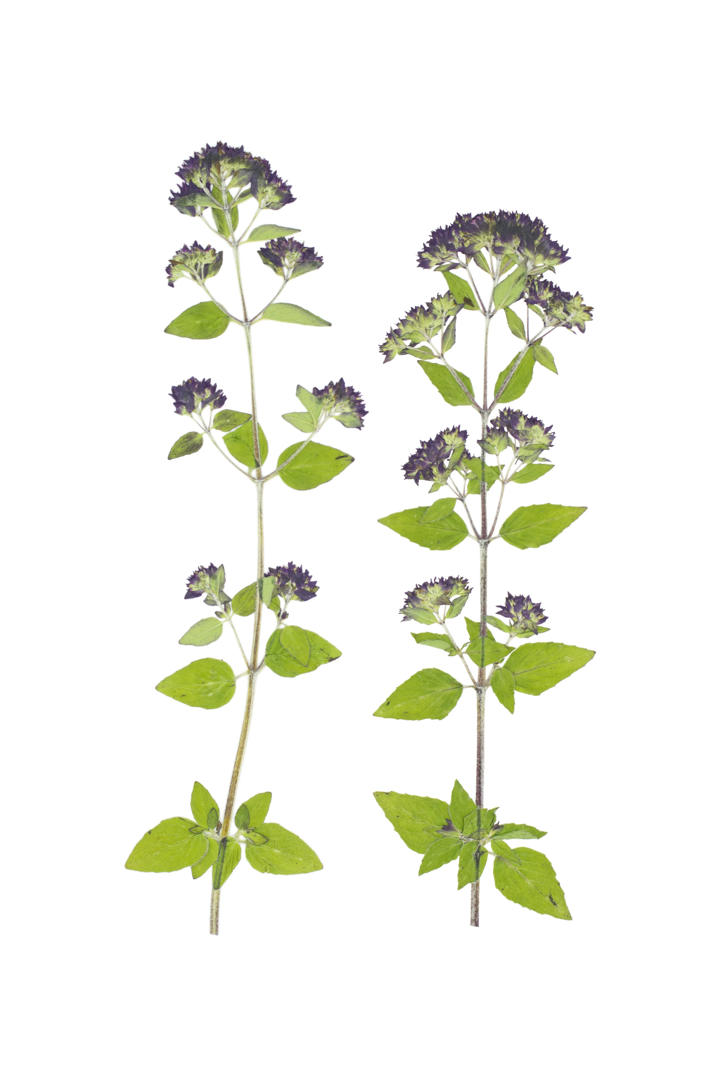 Oregano / Origanum vulgare