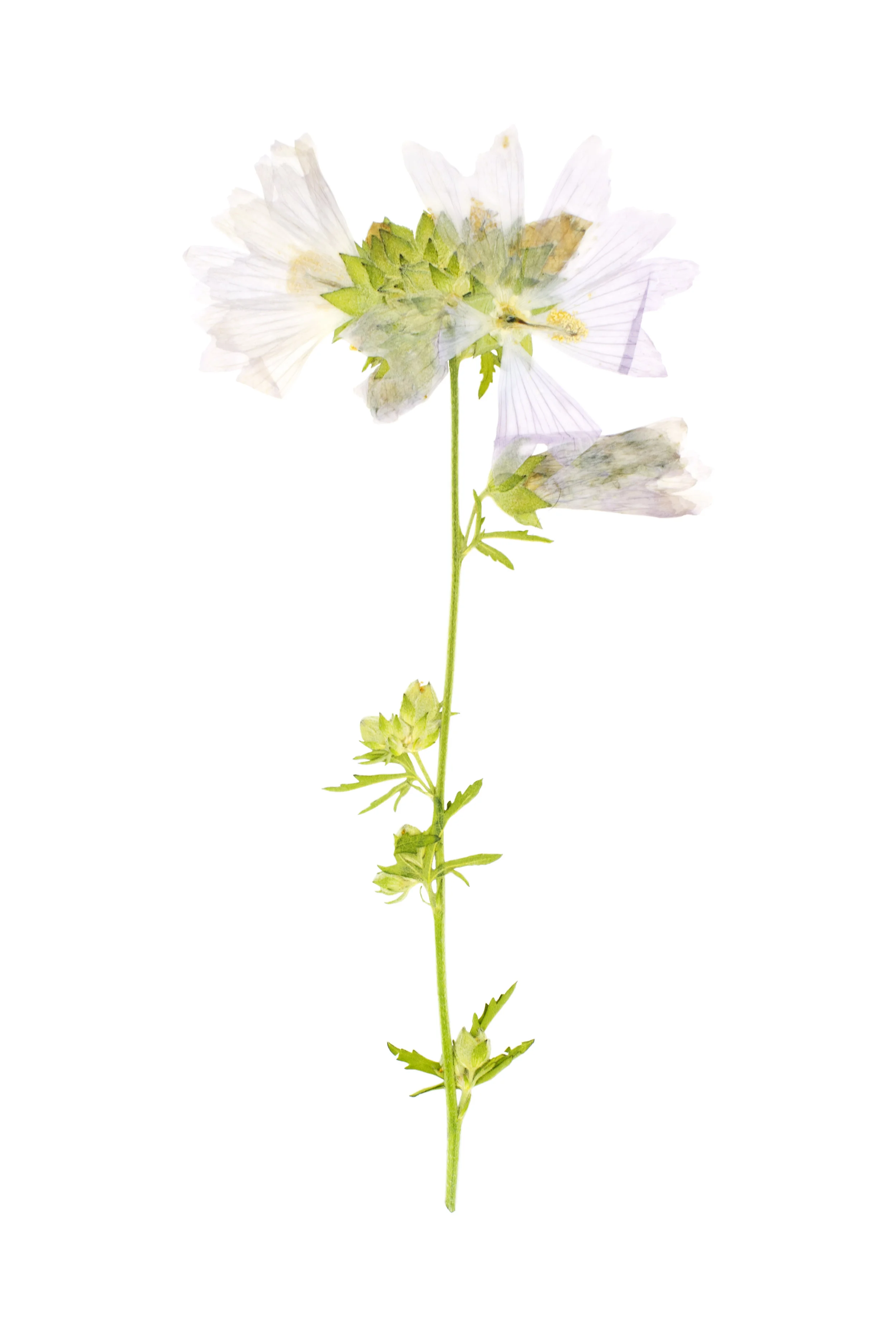 Hollyhock Mallow / Malva alcea