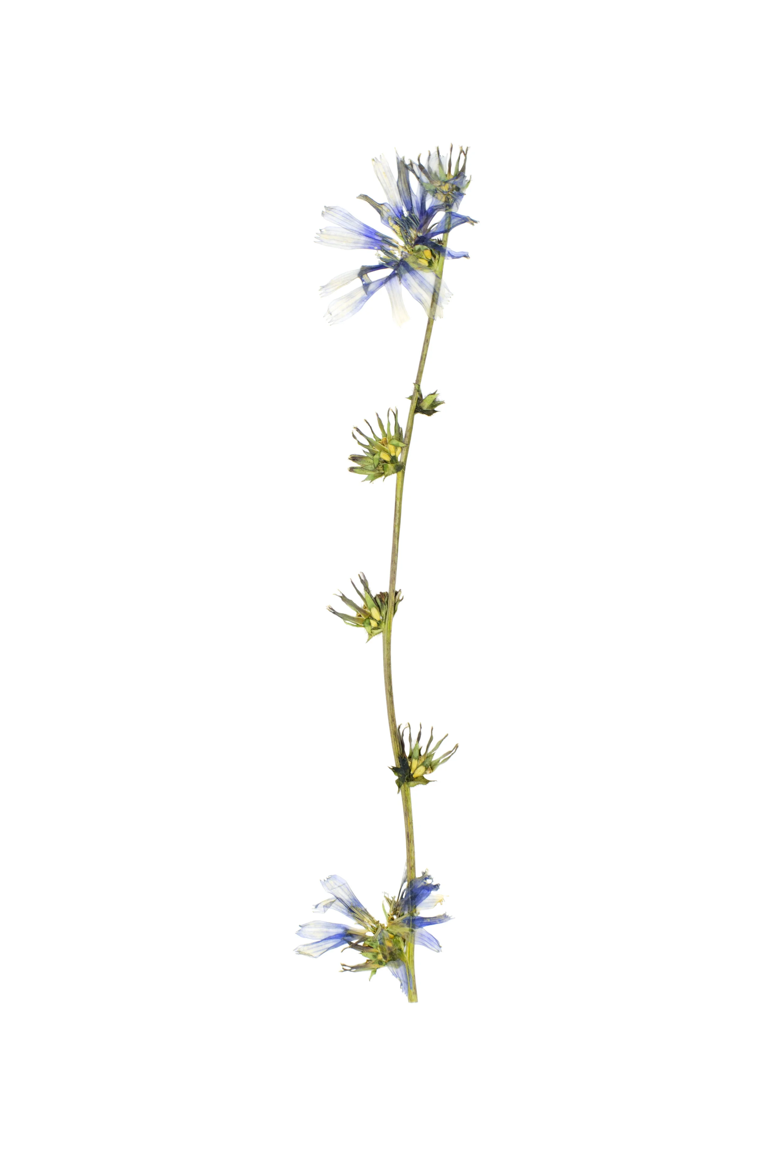 Chicory / Cichorium intybus