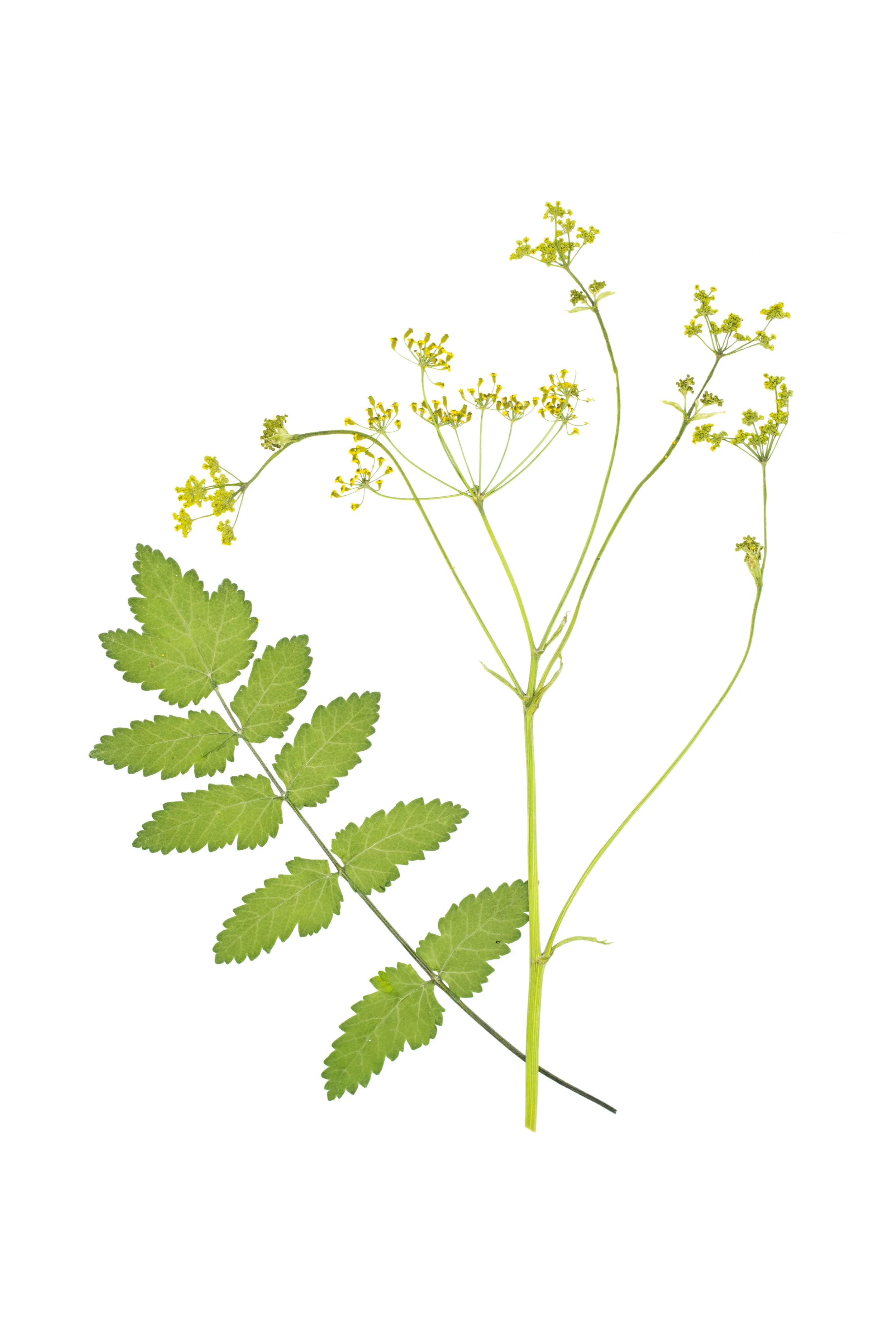 Wild Parsnip / Pastinaca sativa