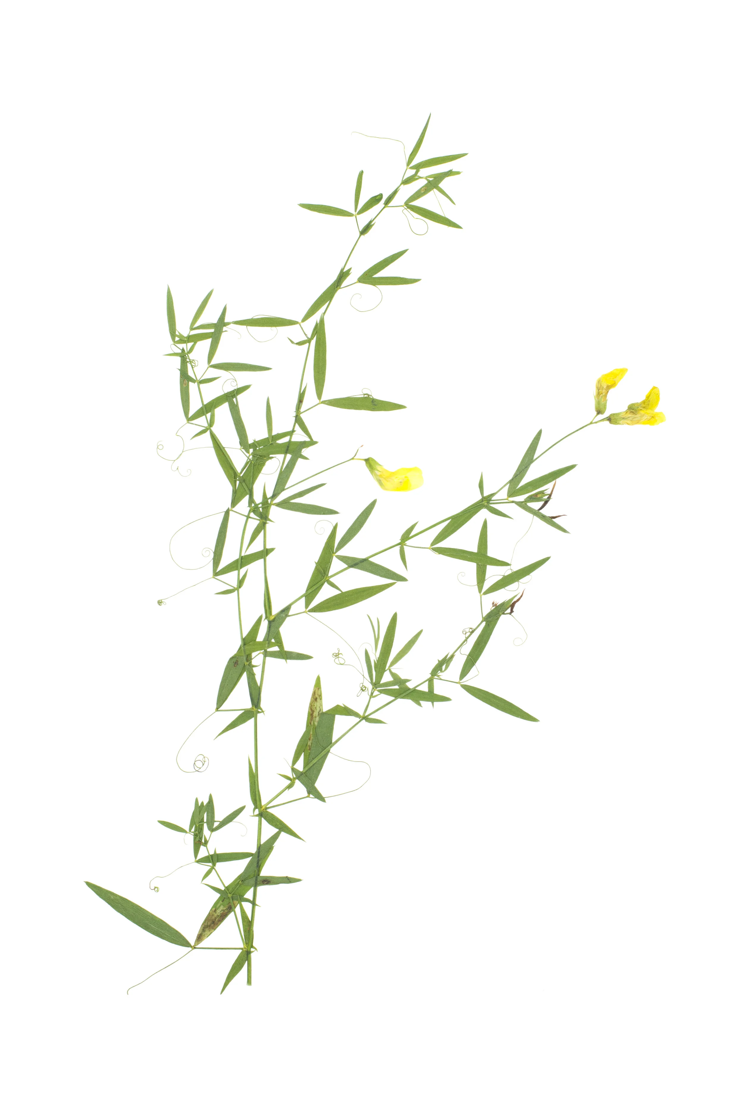 Meadow Pea / Lathyrus pratensis