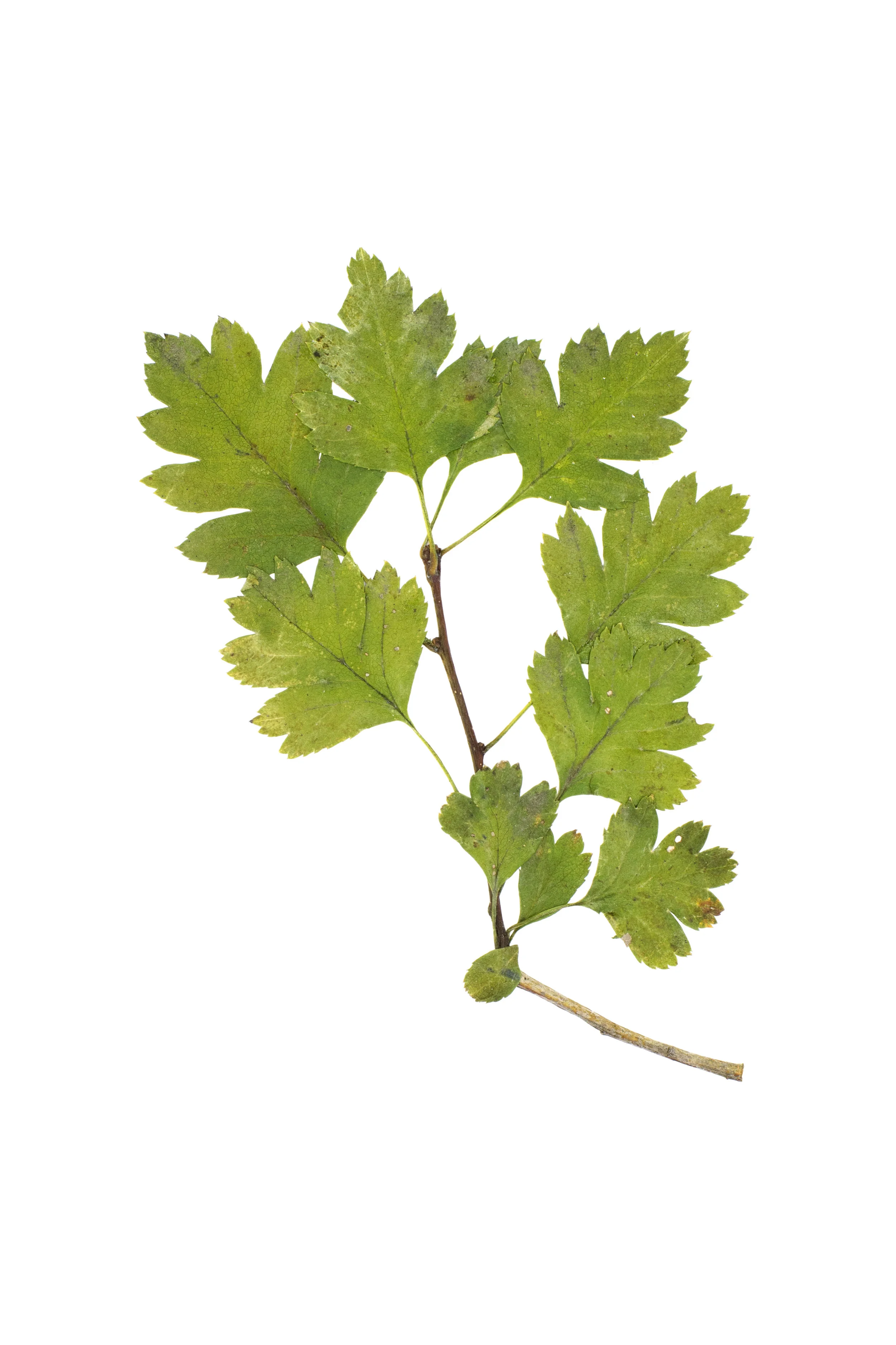 Midland Hawthorn / Crataegus rhipidophylla