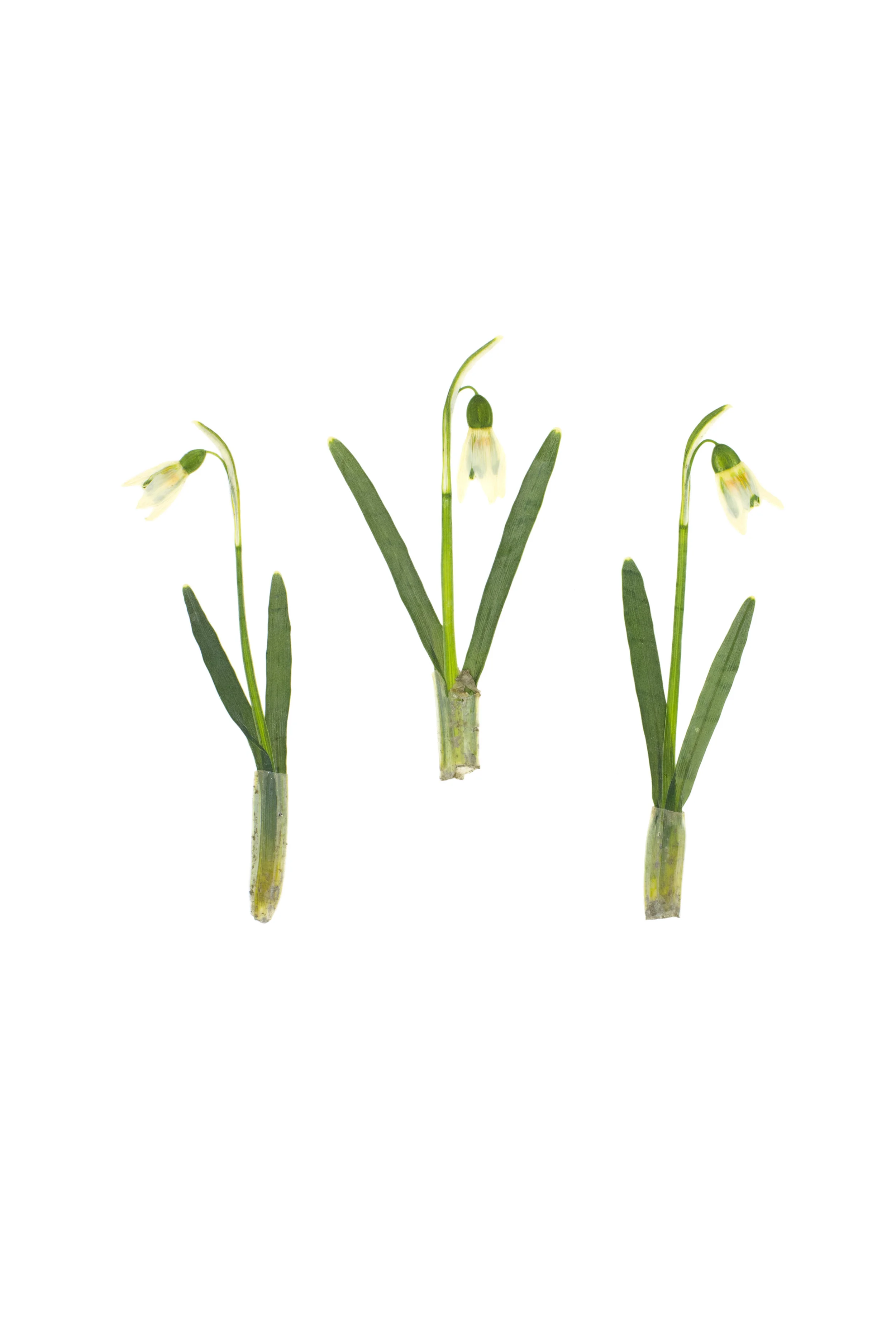 Snowdrops / Galanthus nivalis