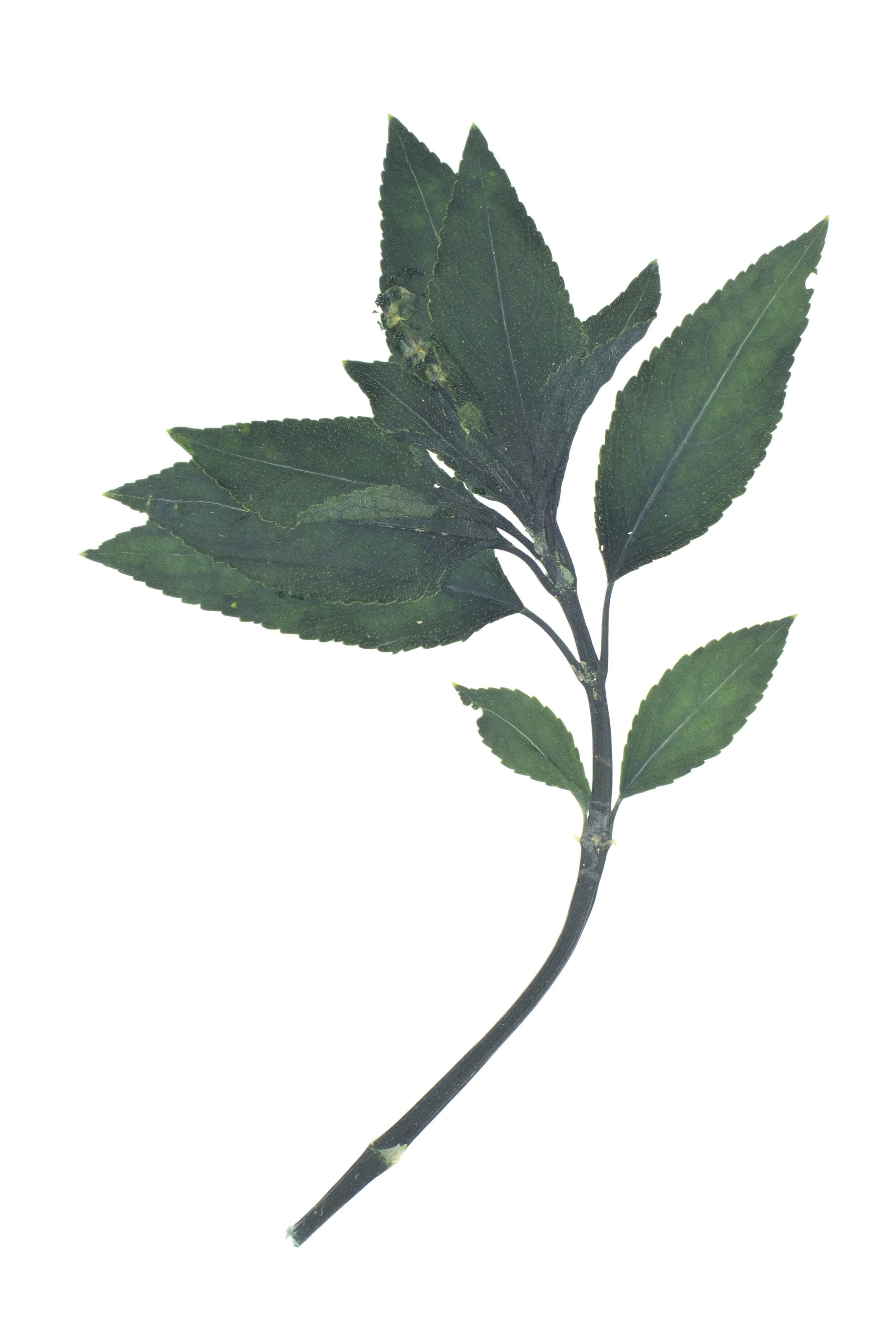 Dog Mercury / Mercurialis perennis