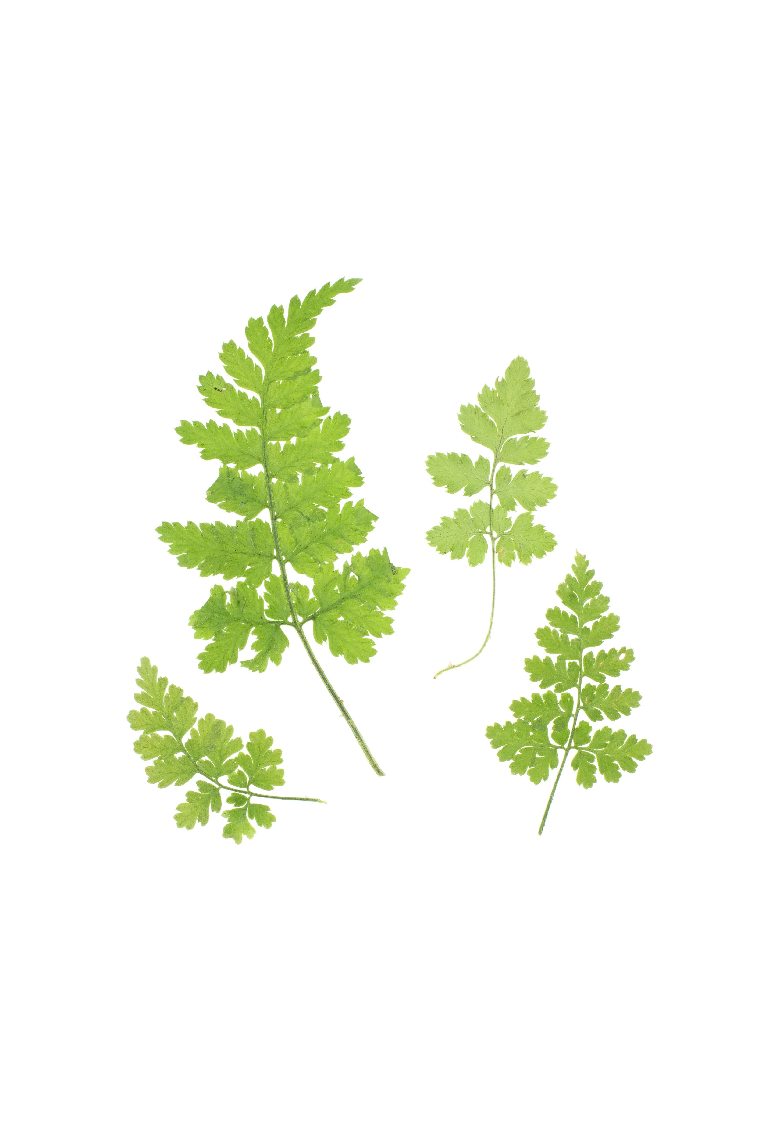 Brittle Bladder Fern / Cystopteris fragilis