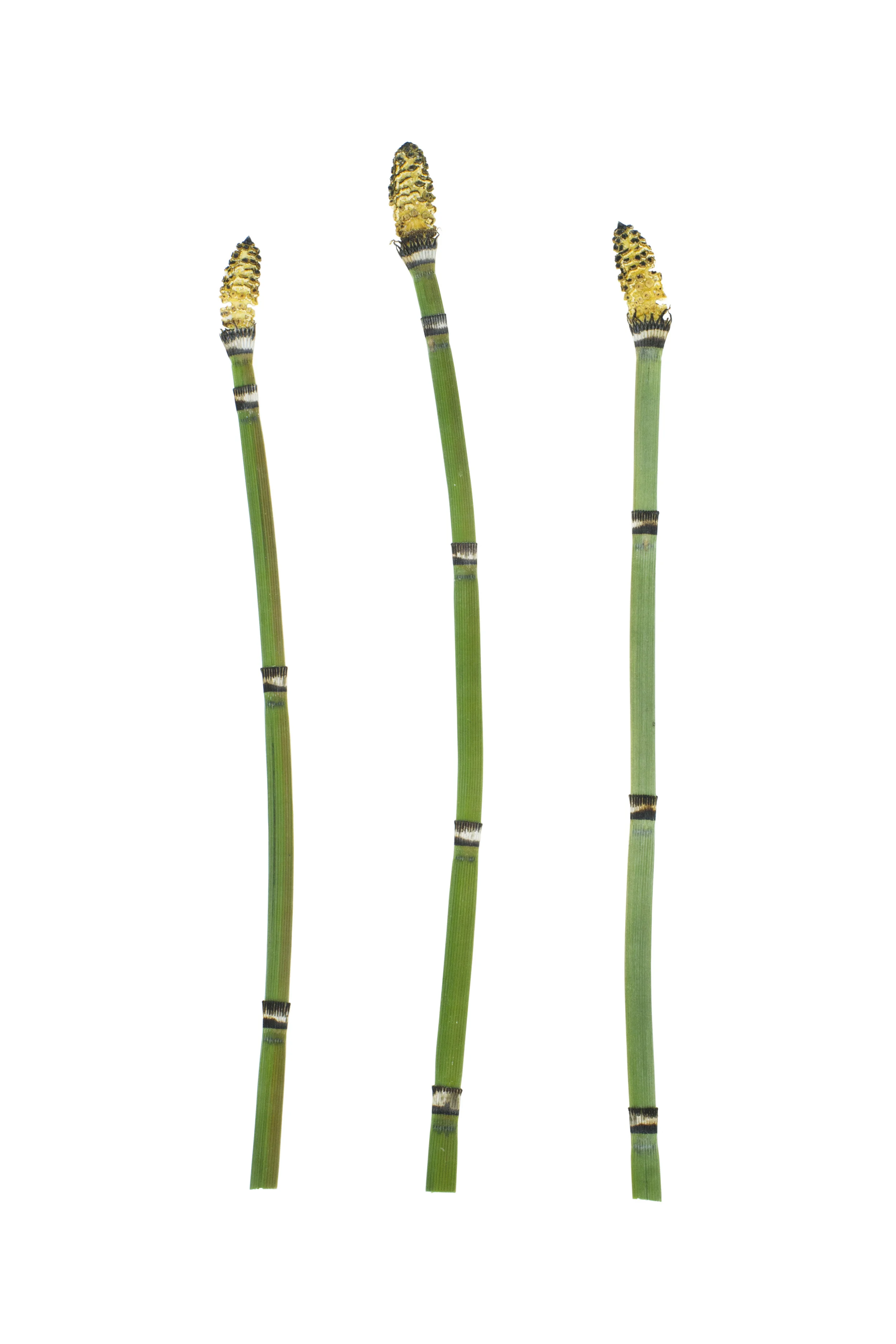 Horsetail or Scouring Rush / Equisetum hyemale