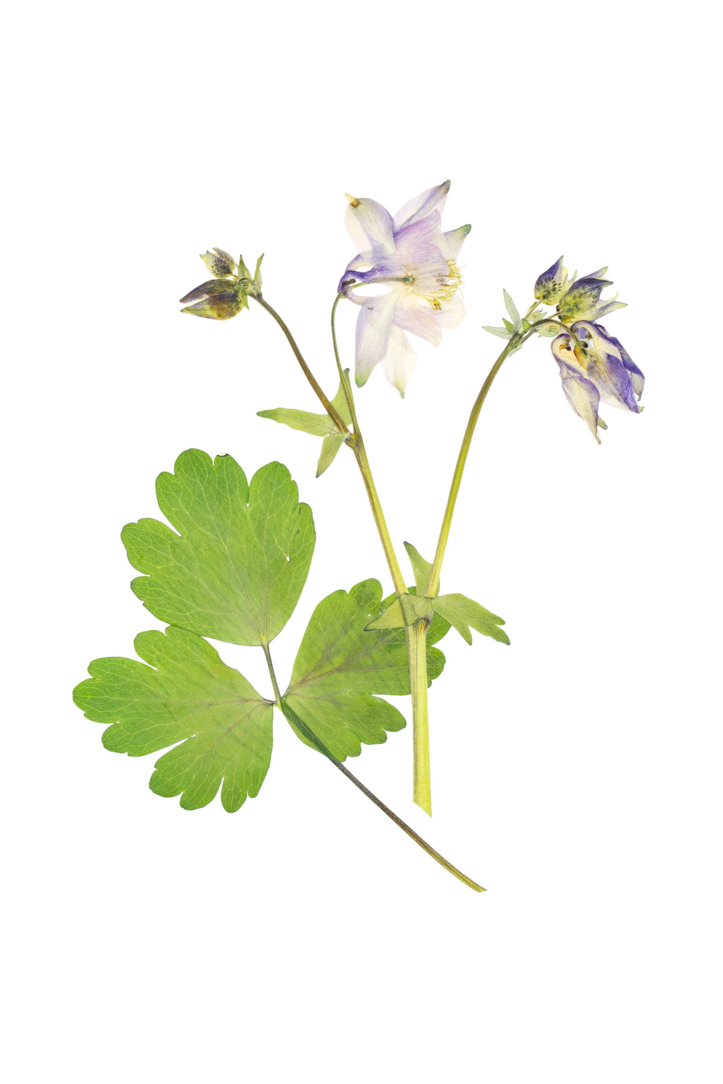 European Columbine