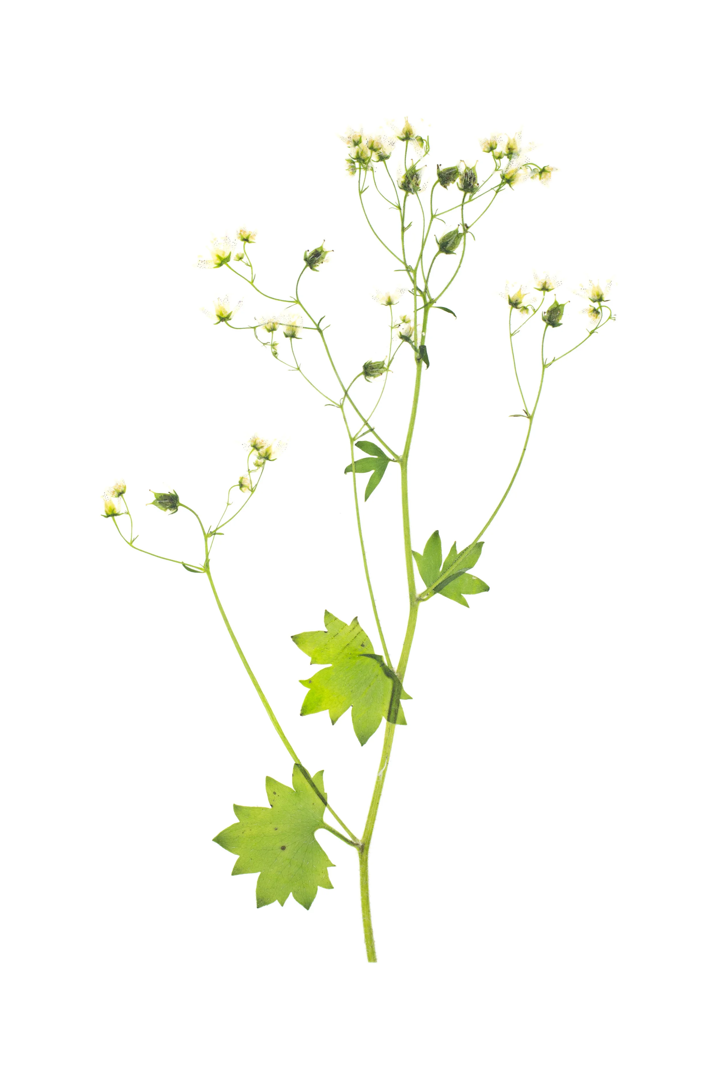 Round-Leaved Saxifrage / Saxifraga rotundifolia