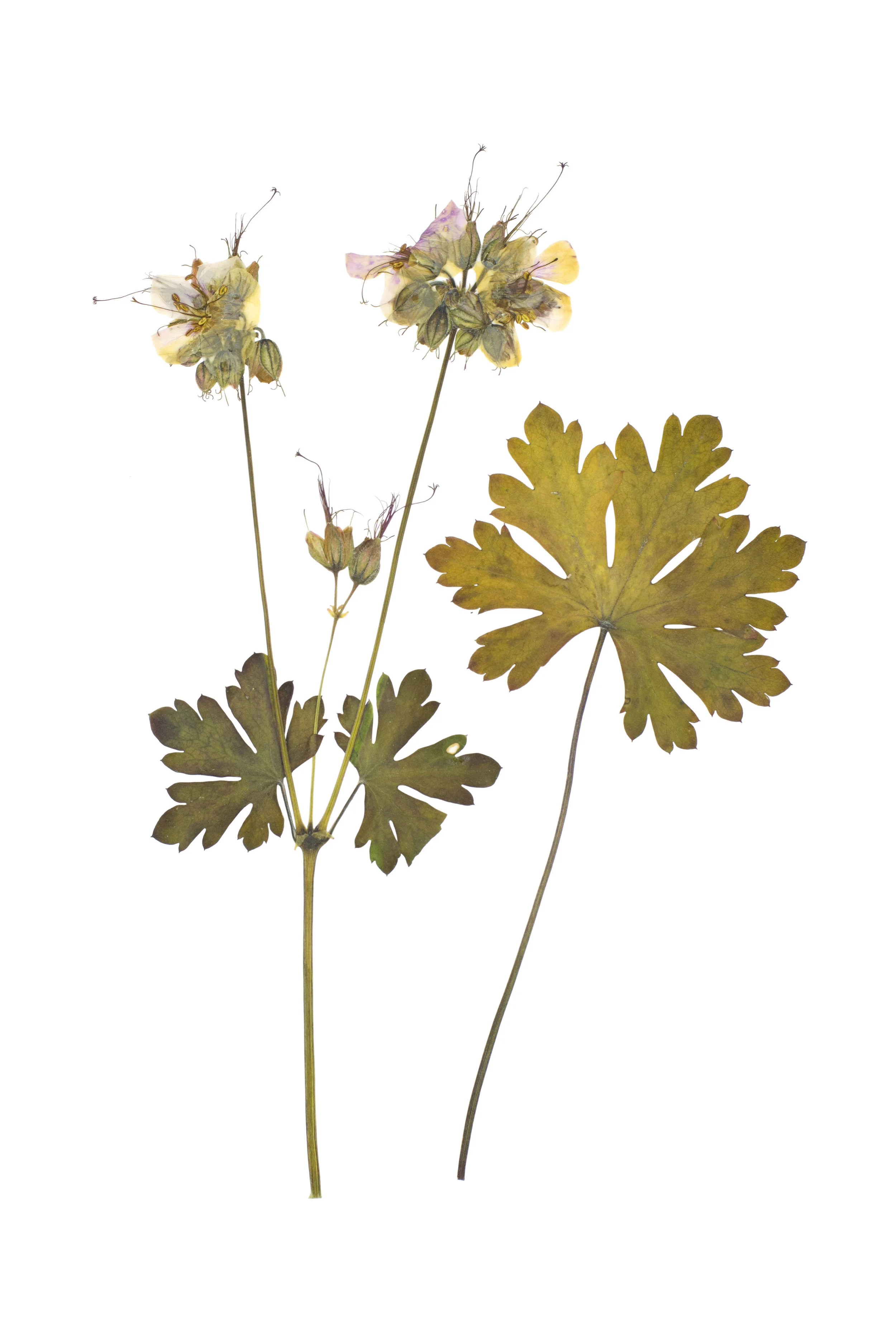 Meadow Cranesbill / Geranium pratense
