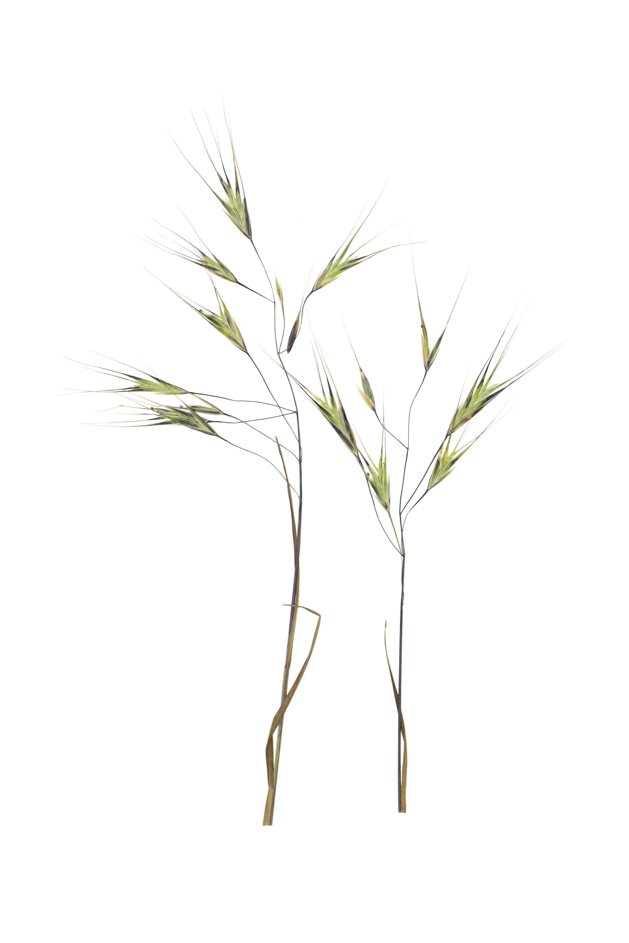 Sterile Brome / Bromus sterilis