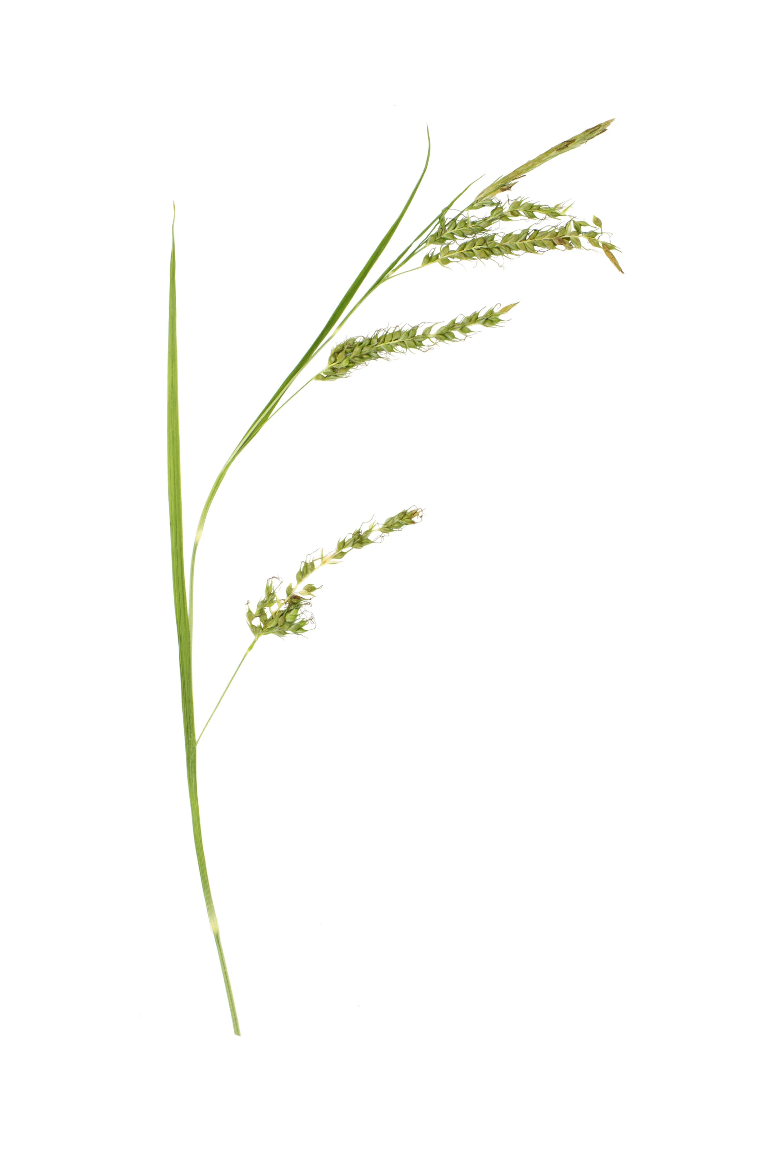Bladder Sedge / Carex vesicaria
