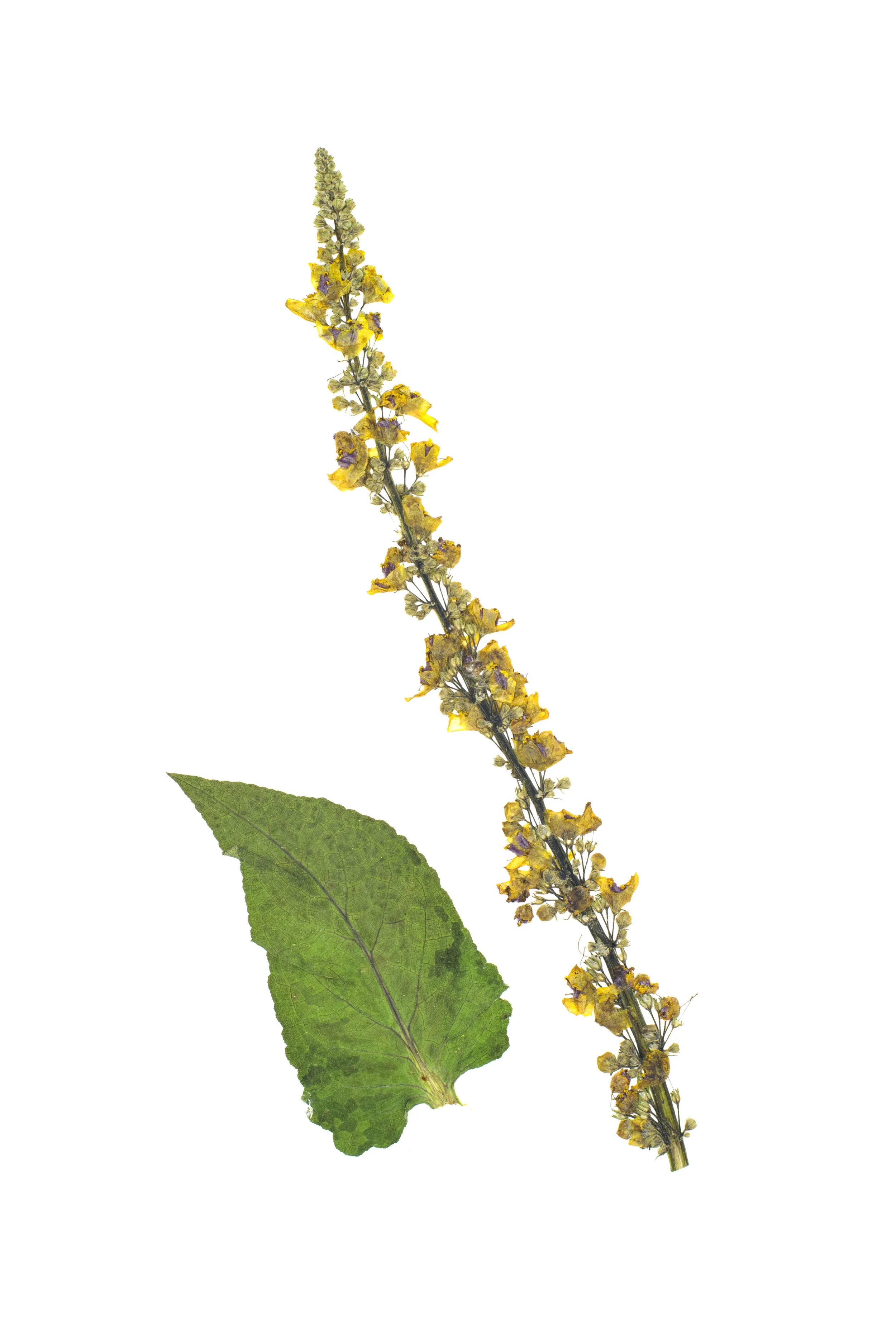 Black Mullien / Verbascum nigrum
